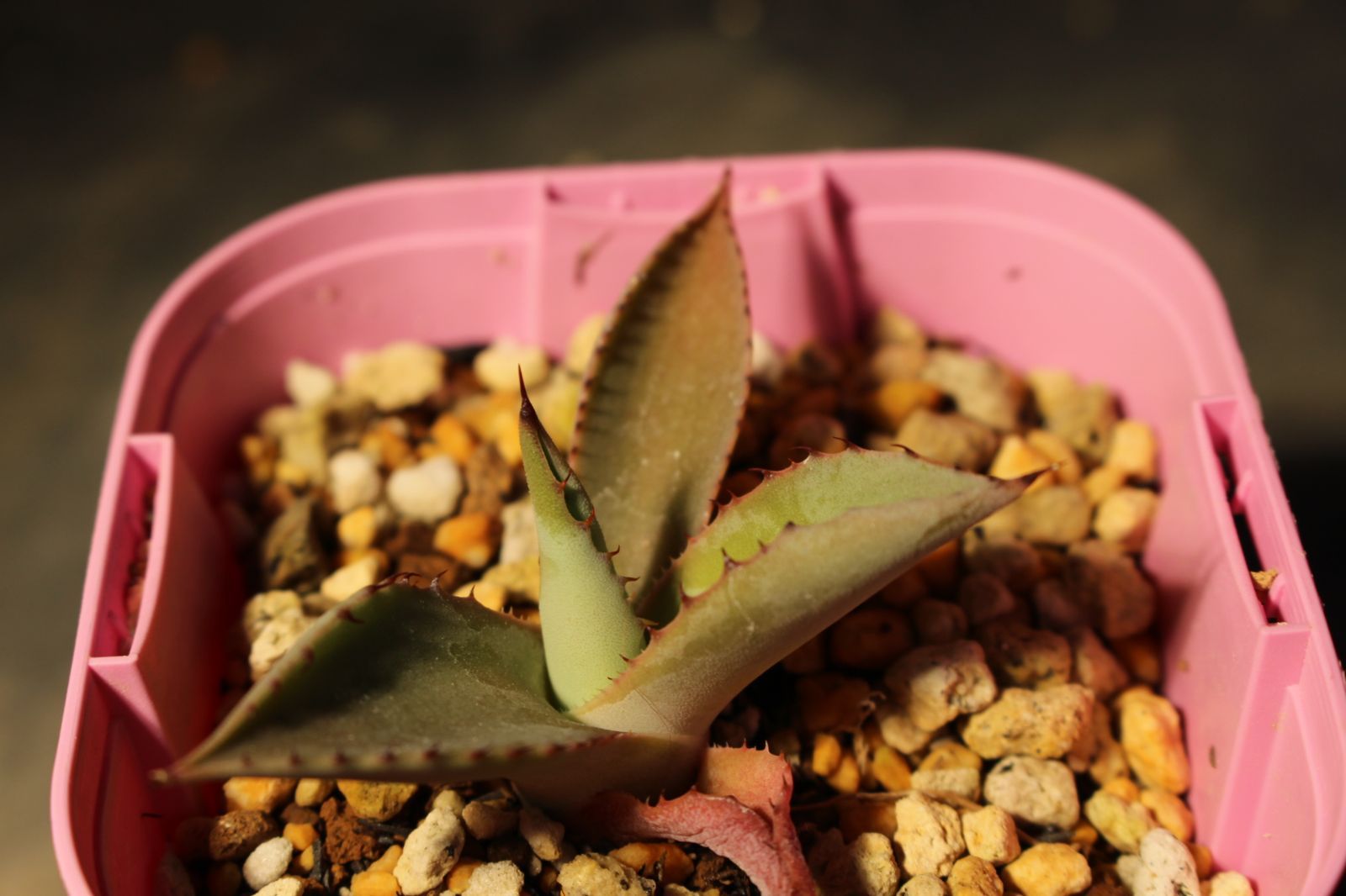 584]   / Agave temacapulinensis  -