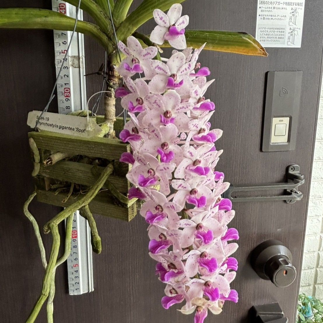 洋蘭 Rhynchostylis Gigantea 'spot' SOH-19 リンコスティリス ギガンテア スポット
