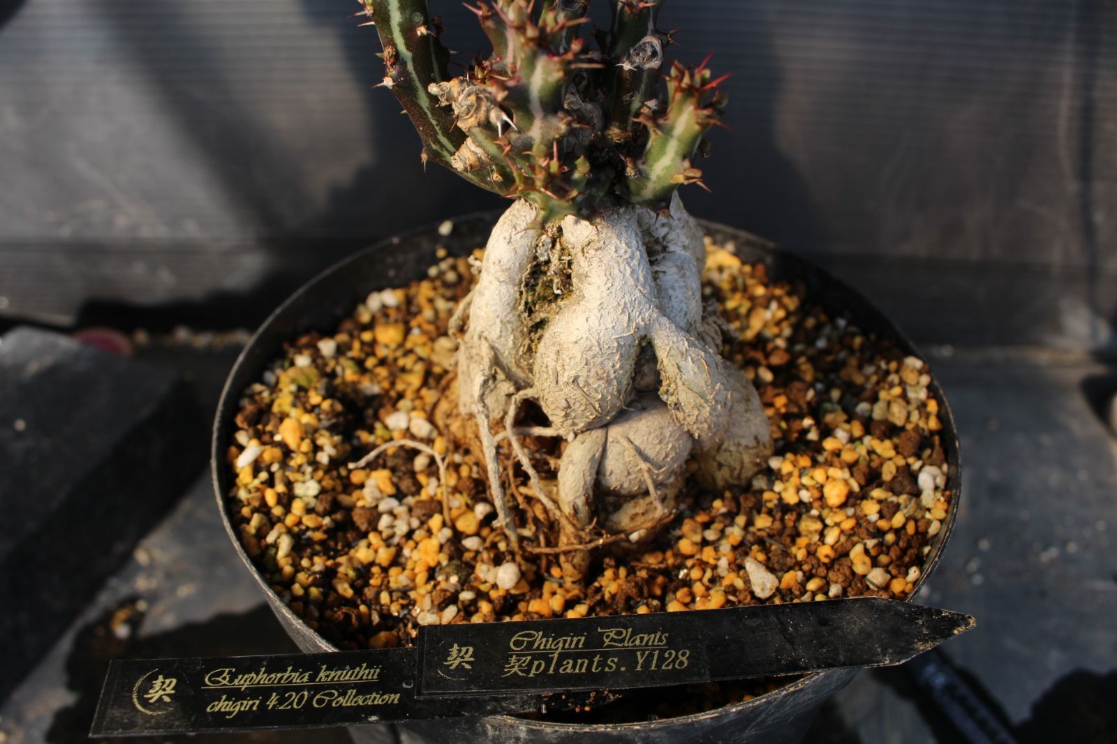 ユーフォルビア　クンチ(Euphorbia knuthii) 楽天市場】珍しい 観葉植物 塊根植物 現品 選べる ユーフォルビア