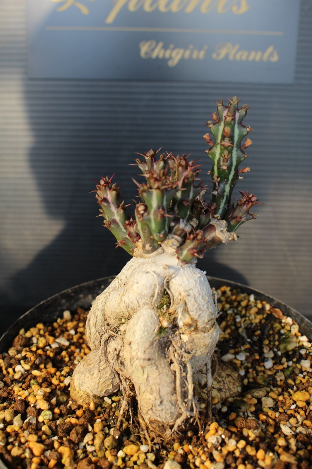 ユーフォルビア　クンチ(Euphorbia knuthii) 楽天市場】珍しい 観葉植物 塊根植物 現品 選べる ユーフォルビア