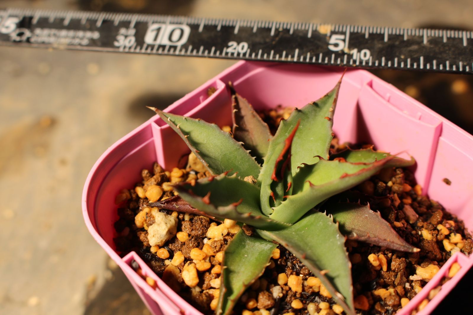 アガベ・ユタエンシス・カイバベンシス （Agave utahensis var. kaibabensis） 627] アガベ ユタエンシス カイバベンシス / Agave Utahensis var