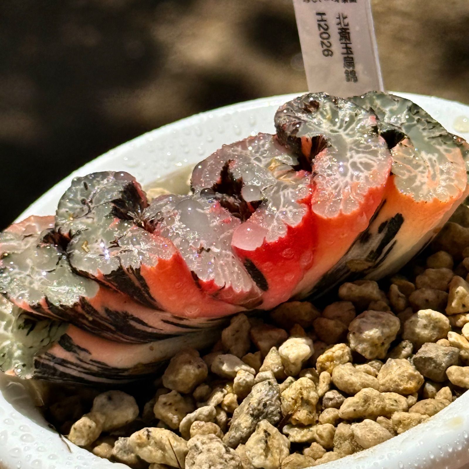北斎玉扇錦　親株　超美株　H2026