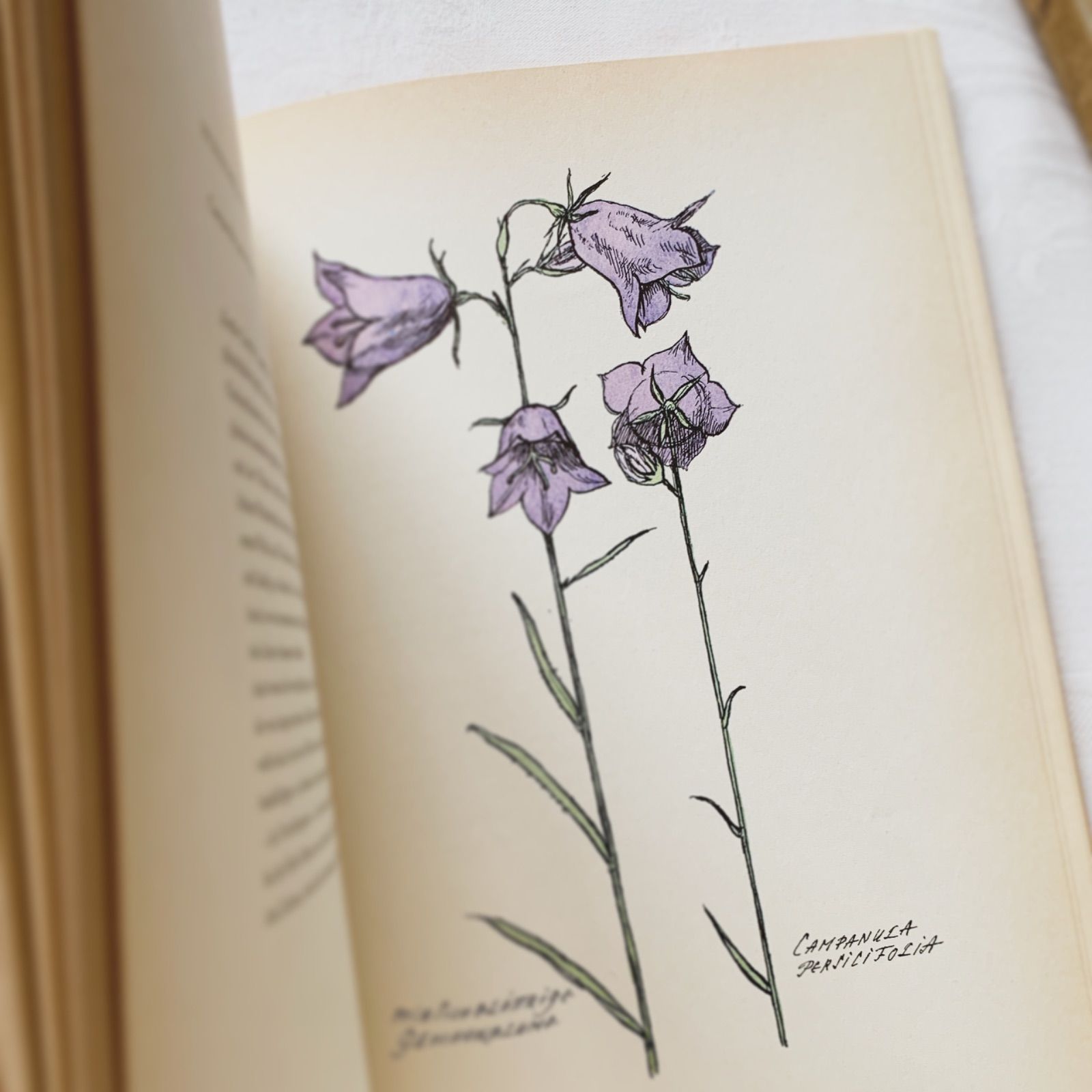 洋書 ボタニカルアート 60年代 アンティーク ビンテージ 植物図鑑 花イラスト 1950s-1960s ドイツ・ボタニカルアート図鑑「夏の花」