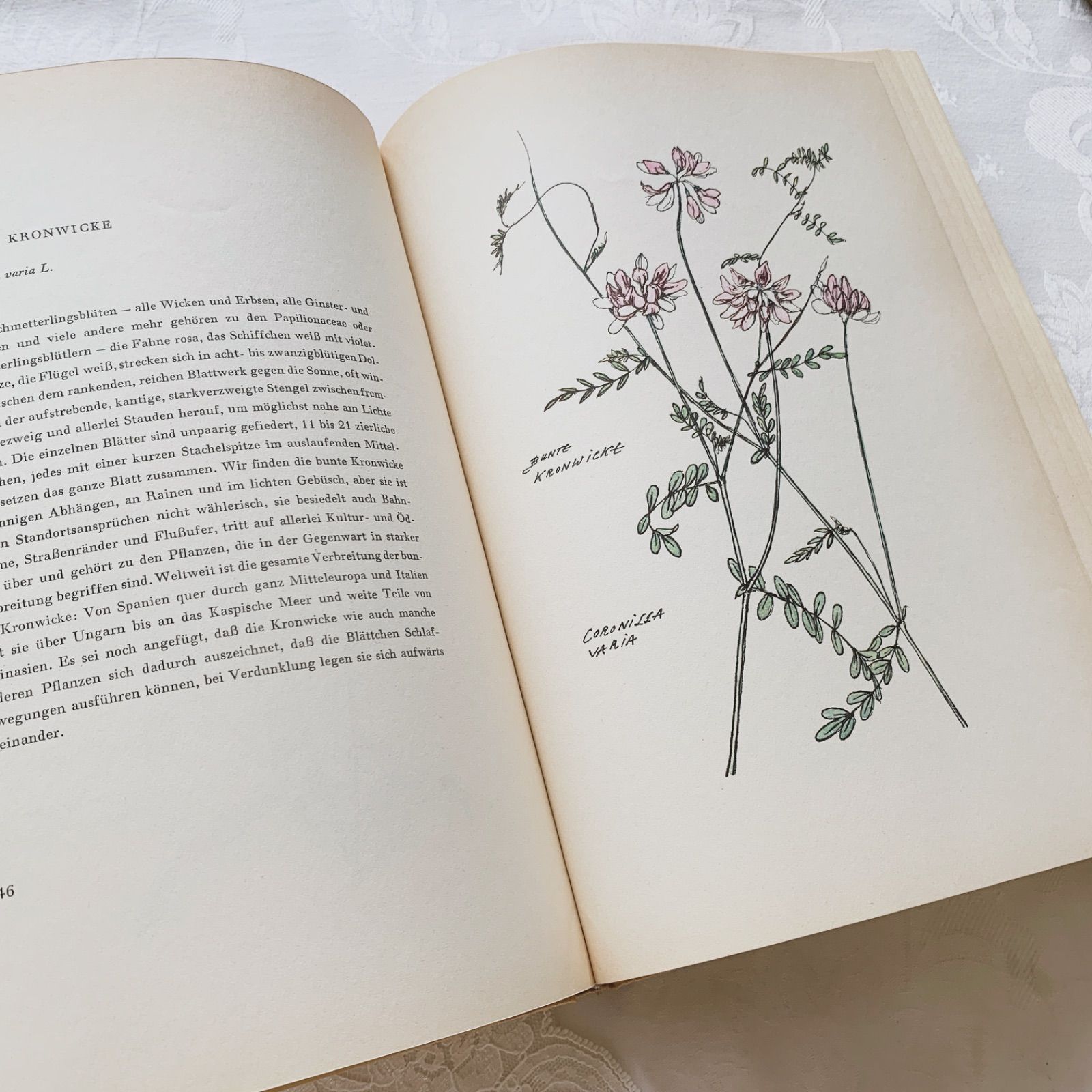 1950s-1960s ドイツ・ボタニカルアート図鑑「夏の花」