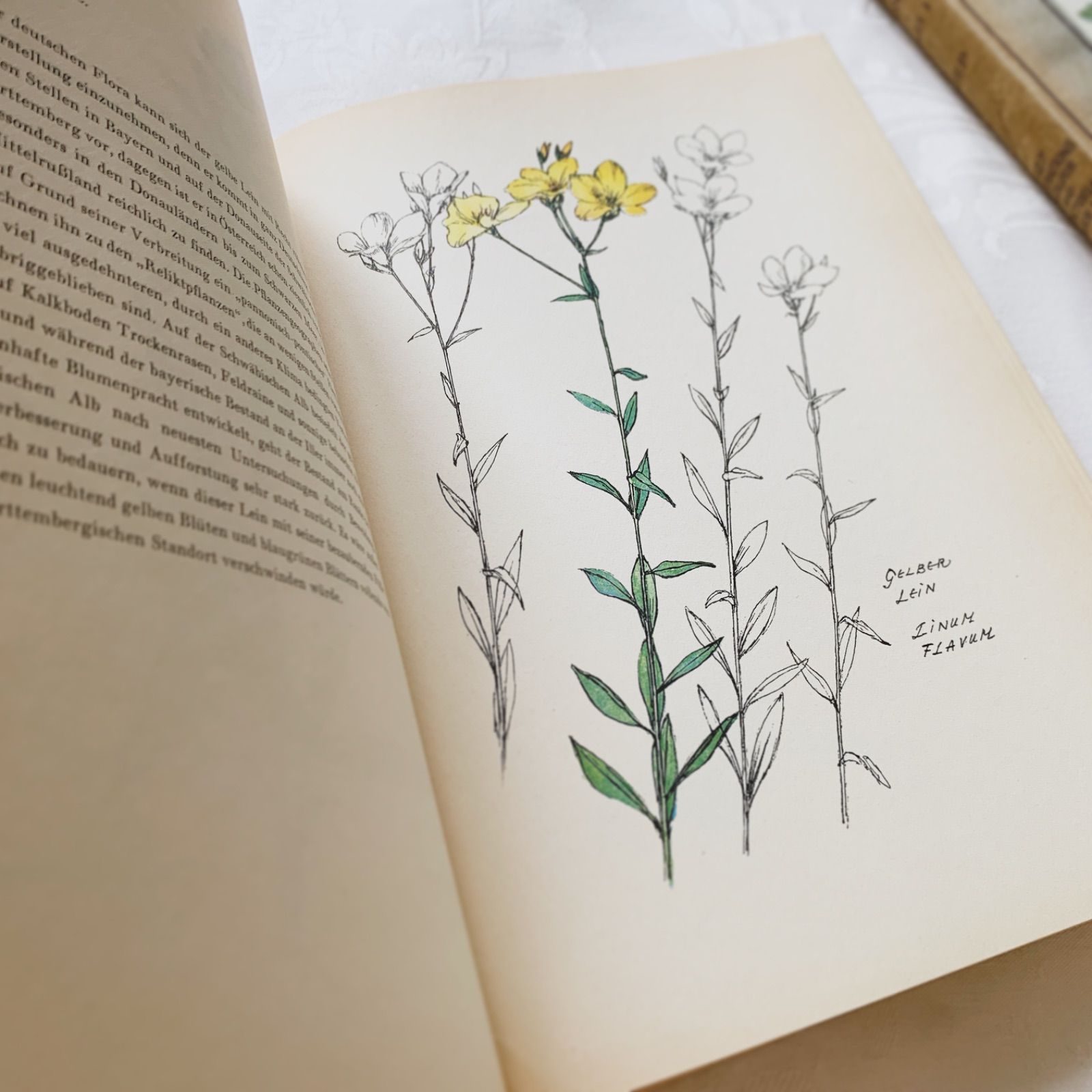 1950s-1960s ドイツ・ボタニカルアート図鑑「夏の花」