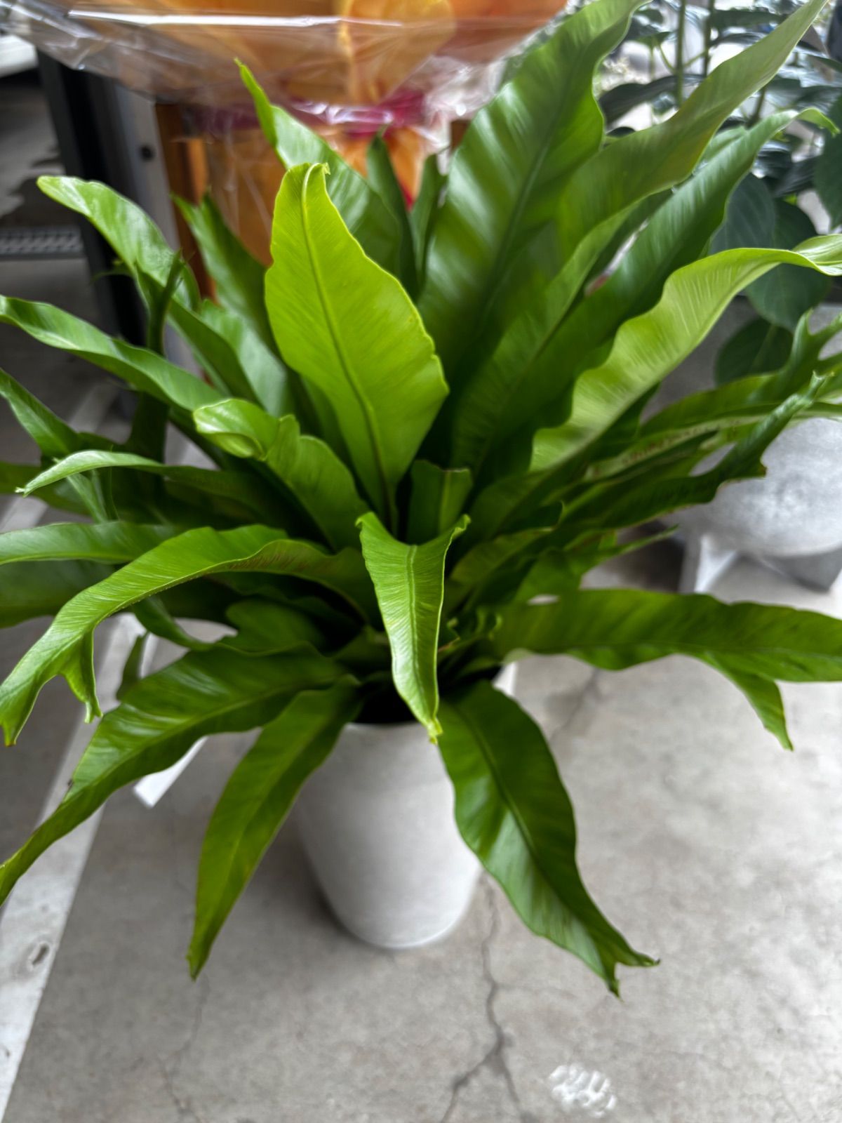 アスプレニウム・クリーシー　７号 　グレー　プラ鉢　オシャレ　シダ植物　観葉植物　インテリア　グリーン　明るい