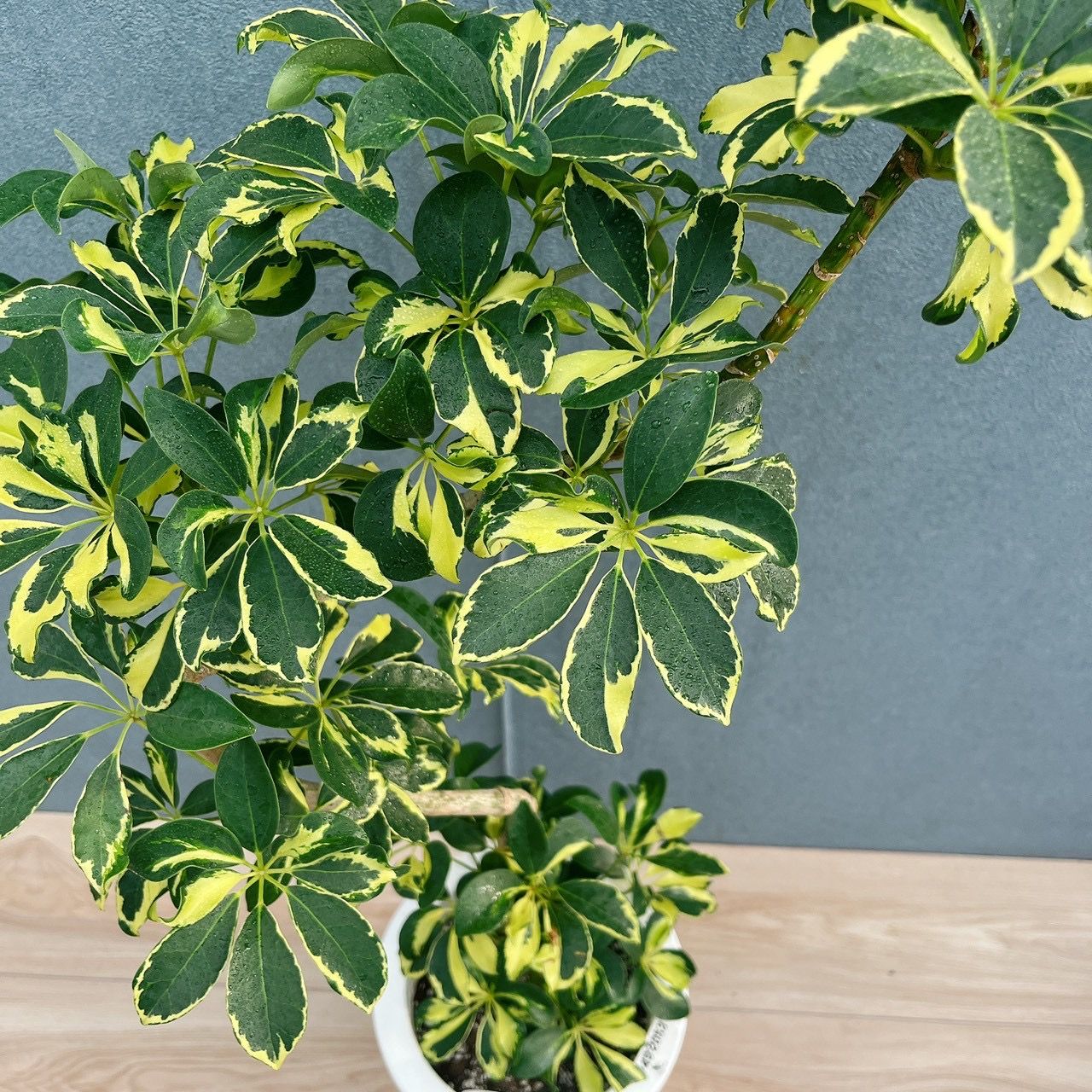 現品］5番 シェフレラ ウォルシー 曲がり 7号 観葉植物 斑入り 室内