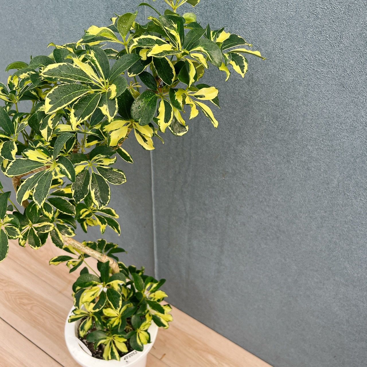 現品］5番 シェフレラ ウォルシー 曲がり 7号 観葉植物 斑入り 室内