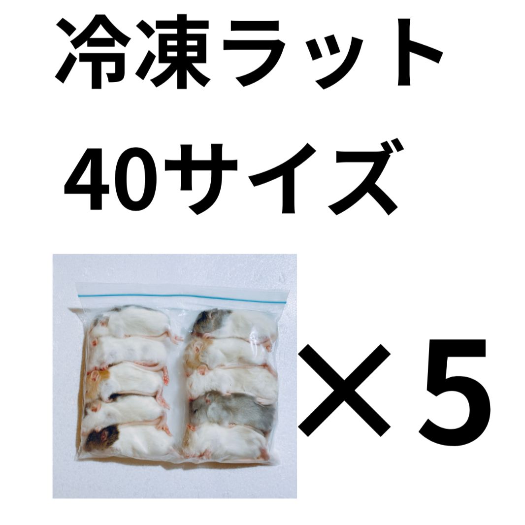 冷凍ラット　40サイズ　＜5袋＞