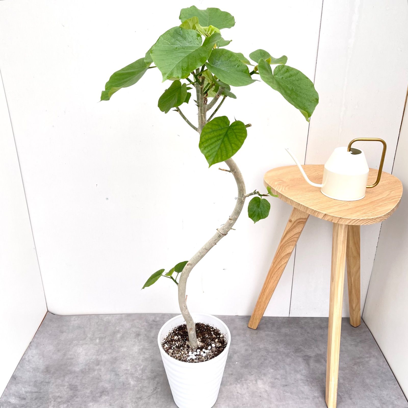 フィカス　ウンベラータ　曲がり　2【現品】観葉植物　室内　7号