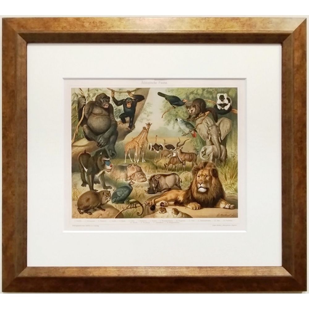 エチオピアの動物相　マイヤー百科事典　1897年　ドイツ　リトグラフ　版画　アンティーク　図版　額縁