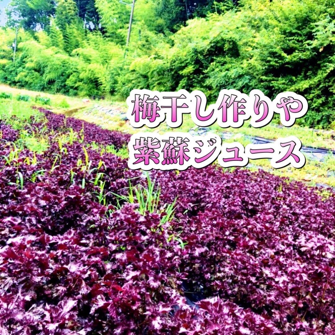 5kg【予約販売】大好評の赤紫蘇！農薬不使用！朝採り新鮮！