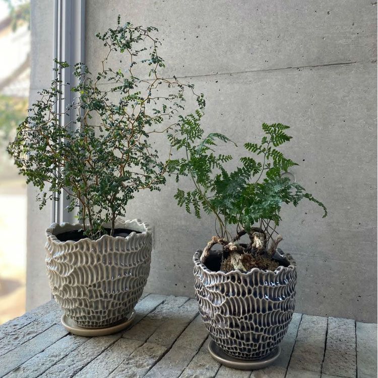 植木鉢 おしゃれ 陶器鉢 エッジポット YD029-205 6.5号(20.5cm) 鉢底穴