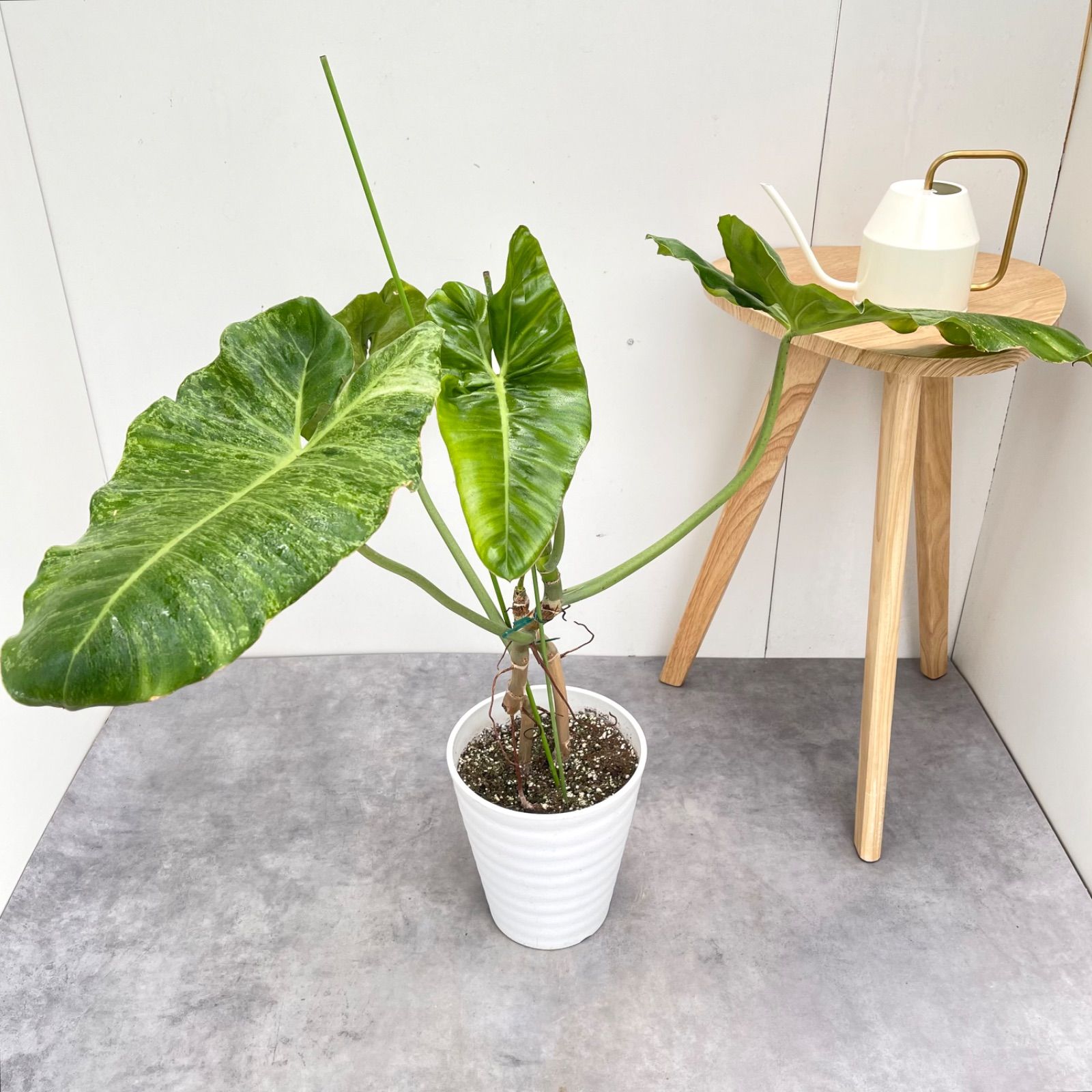 フィロデンドロン　パライソベルデ　斑入り【現品】☆希少☆ 観葉植物　7号