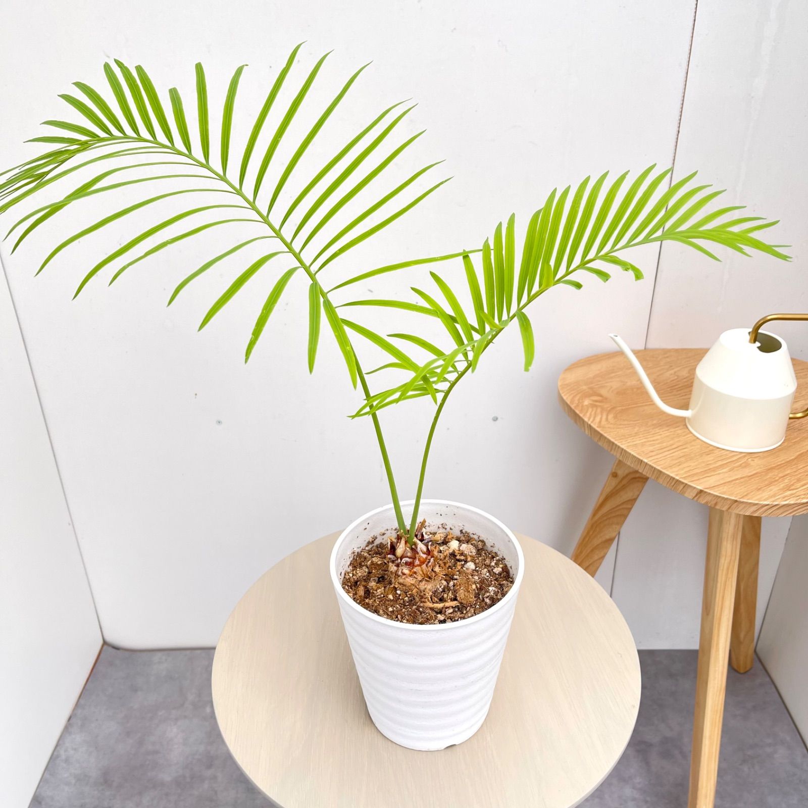 サイカス　クリビコーラ　ルテア　1【現品】☆希少☆ 観葉植物　ソテツ　5号