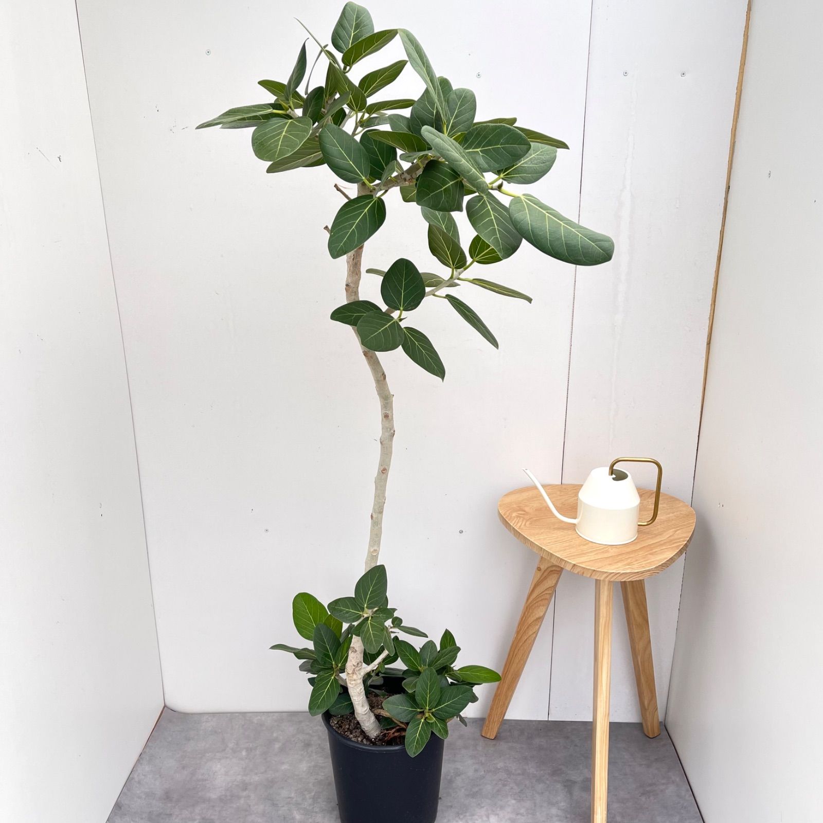 フィカス　ベンガレンシス　曲がり　19【現品】観葉植物　大型　室内
