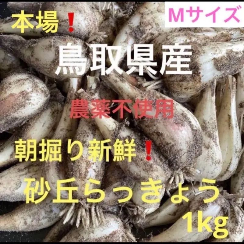 初物❗️鳥取県産 砂丘らっきょう らっきょう〘 7日午前中着〙 初物❗️鳥取県産 砂丘らっきょう - メルカリ