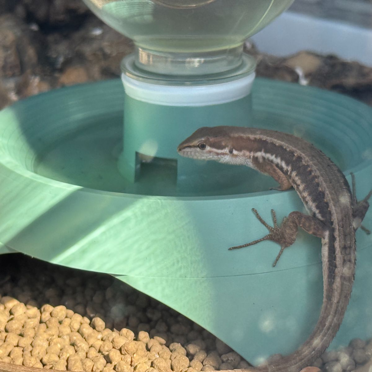爬虫類 シェルター 水入れ カナヘビ レオパ トカゲ ヤモリ 水飲み 給水