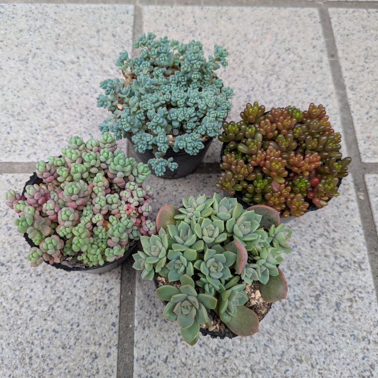 多肉植物 抜き苗 寄せ植えセット 6センチポット×4 - メルカリ