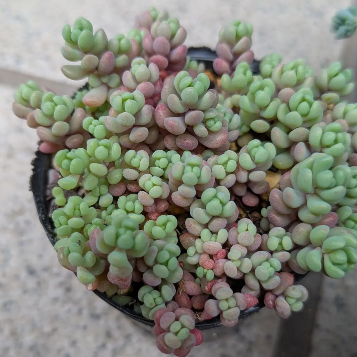 多肉植物 抜き苗 寄せ植えセット 6センチポット×4 - メルカリ