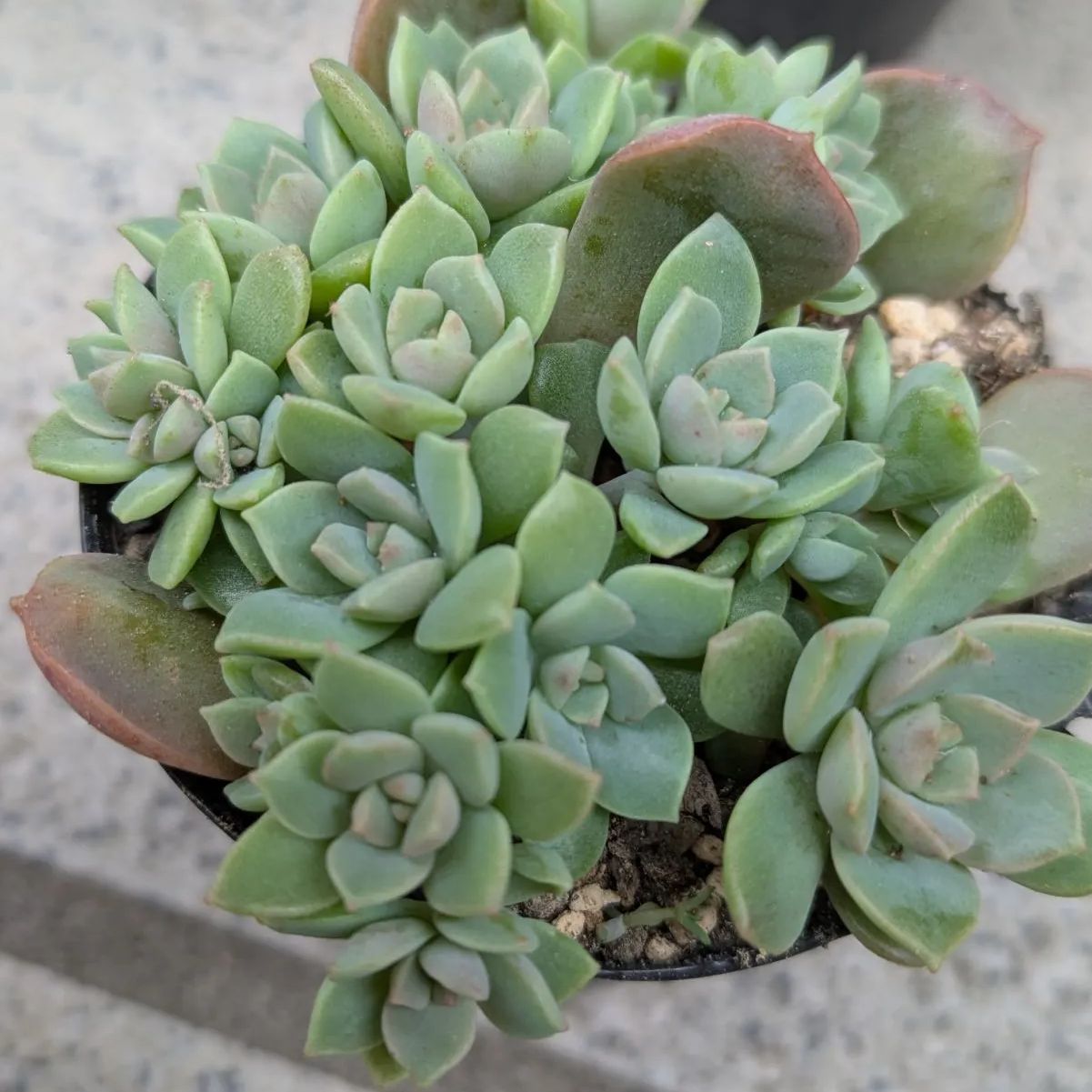 多肉植物 抜き苗 寄せ植えセット 6センチポット×4 - メルカリ