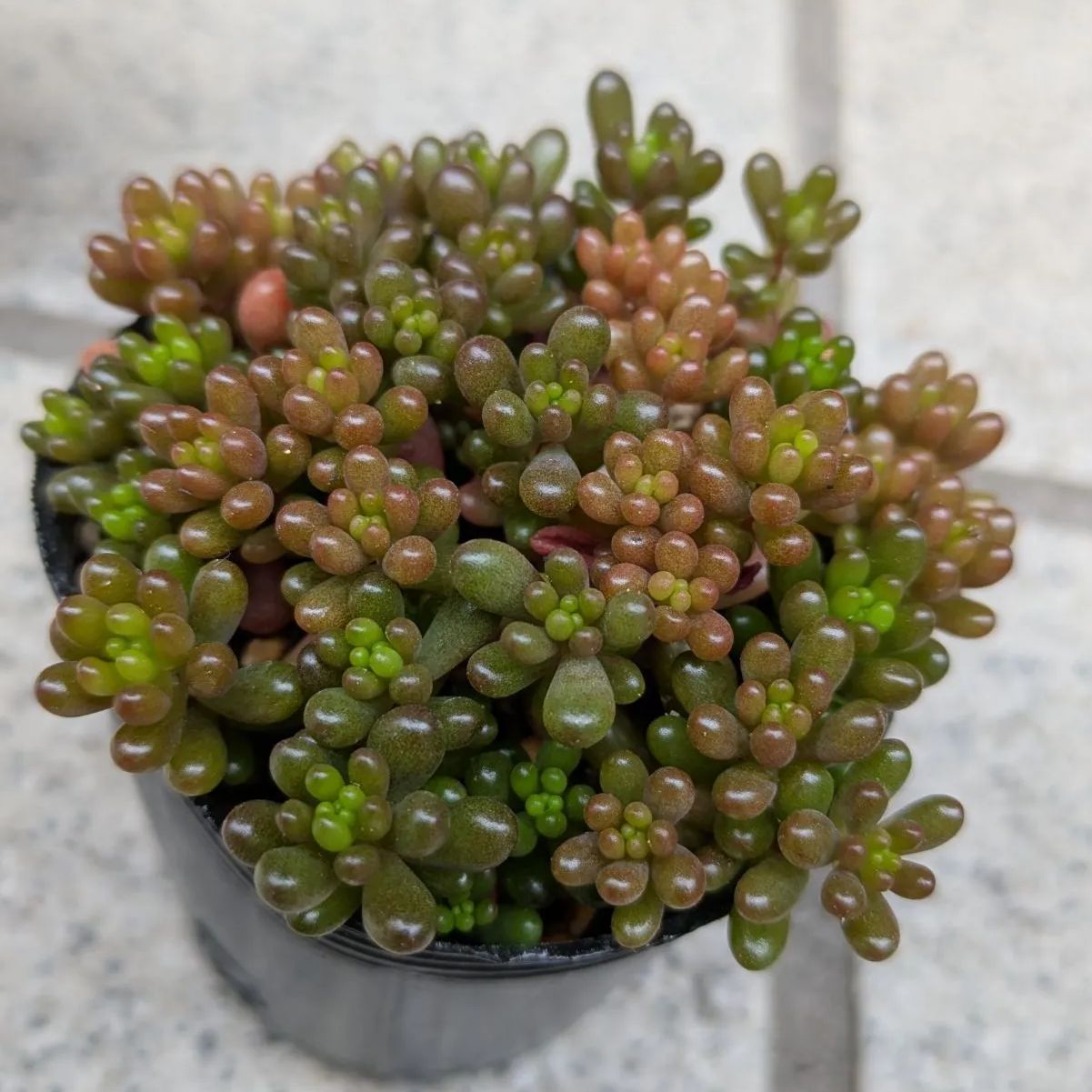 多肉植物 抜き苗 寄せ植えセット 6センチポット×4 - メルカリ