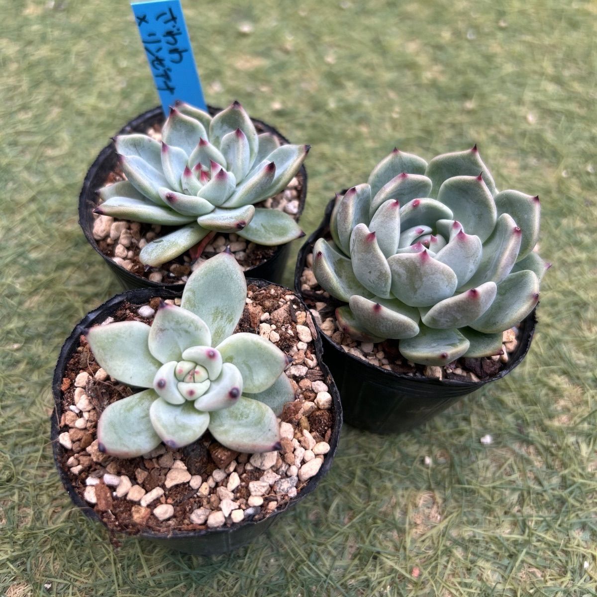 h おらいさん苗 カット苗 セット 多肉植物 おらいさん苗 人気三苗セット - メルカリ
