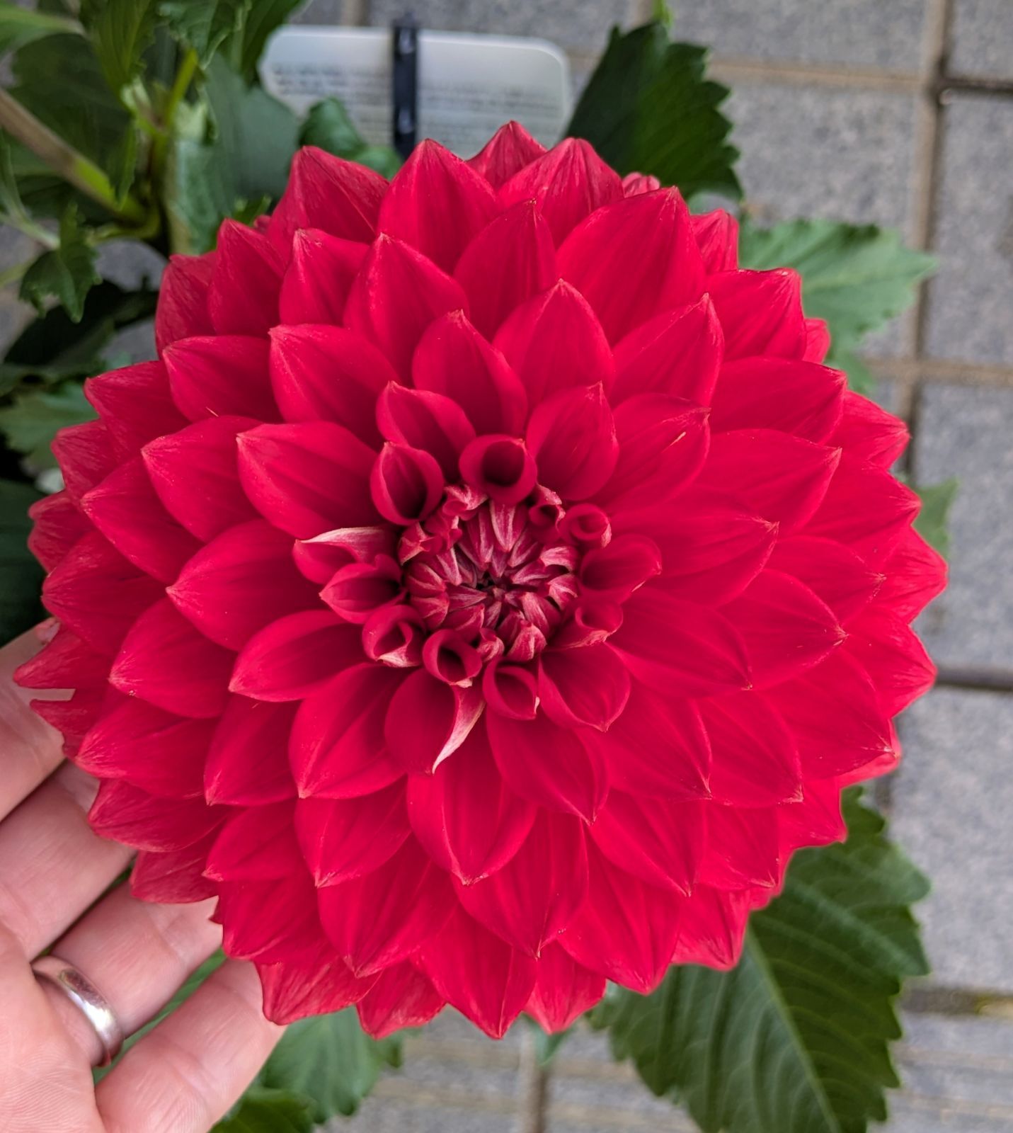 ラスト【値下げ】大輪種ダリア 華金剛 砂漠 純愛の君 切り花