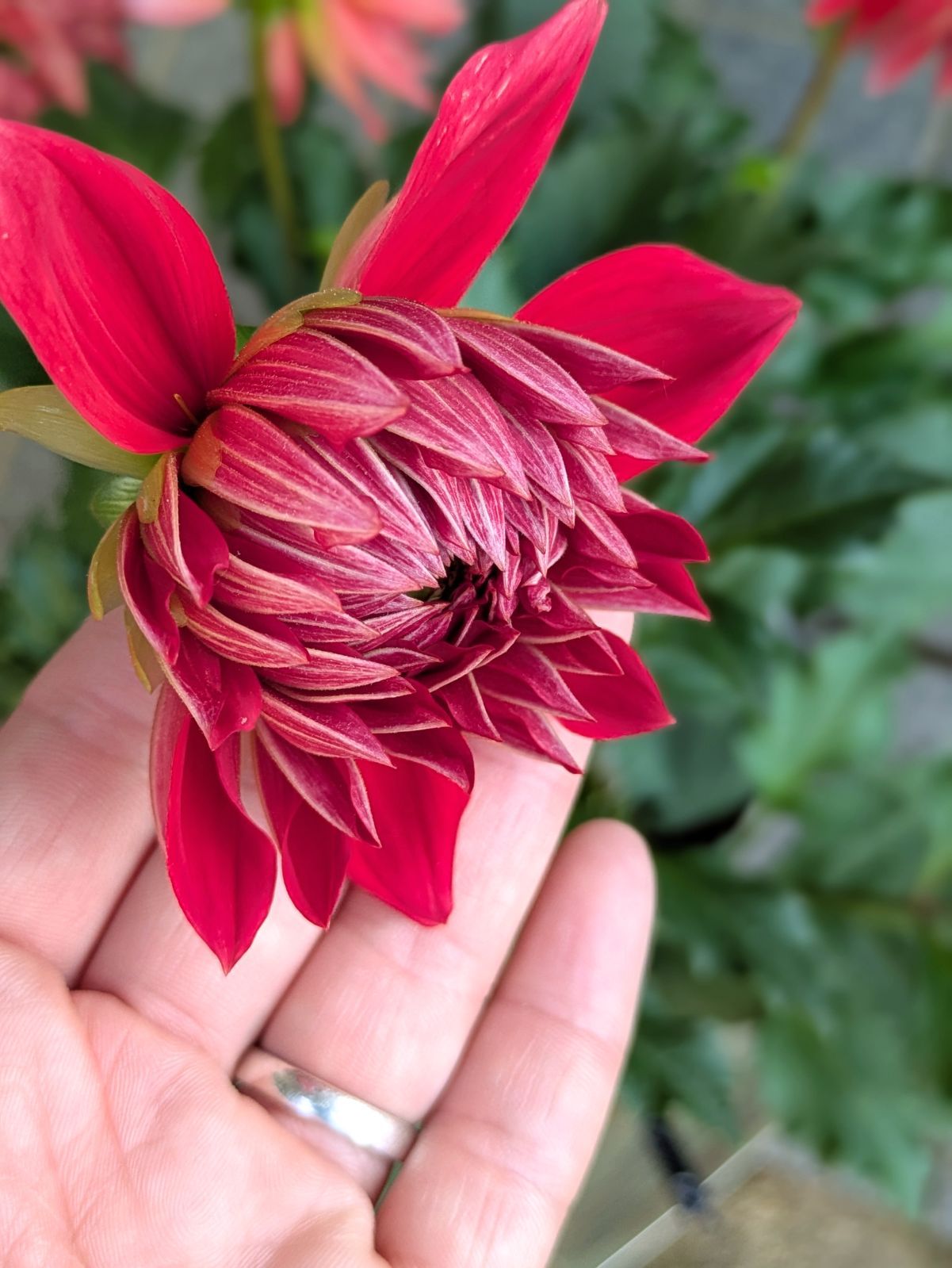 ラスト【値下げ】大輪種ダリア 華金剛 砂漠 純愛の君 切り花