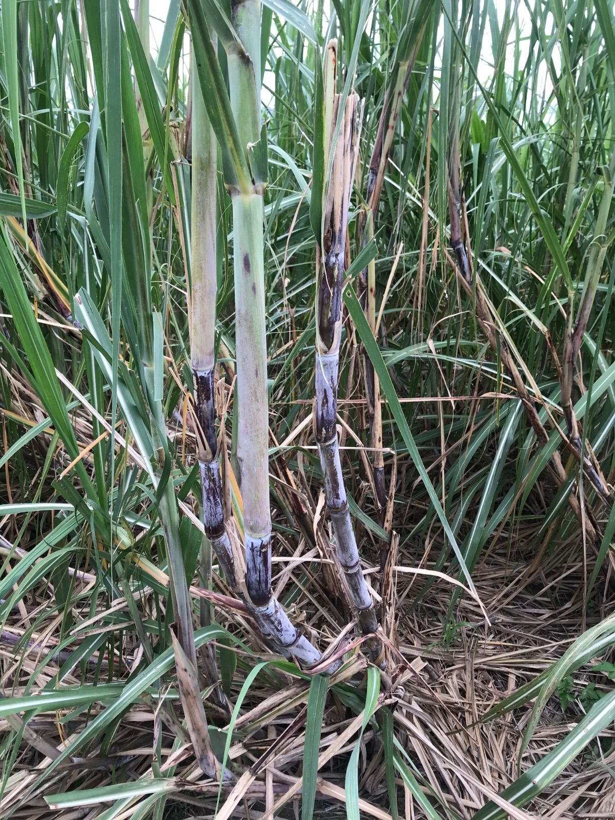 サトウキビ苗