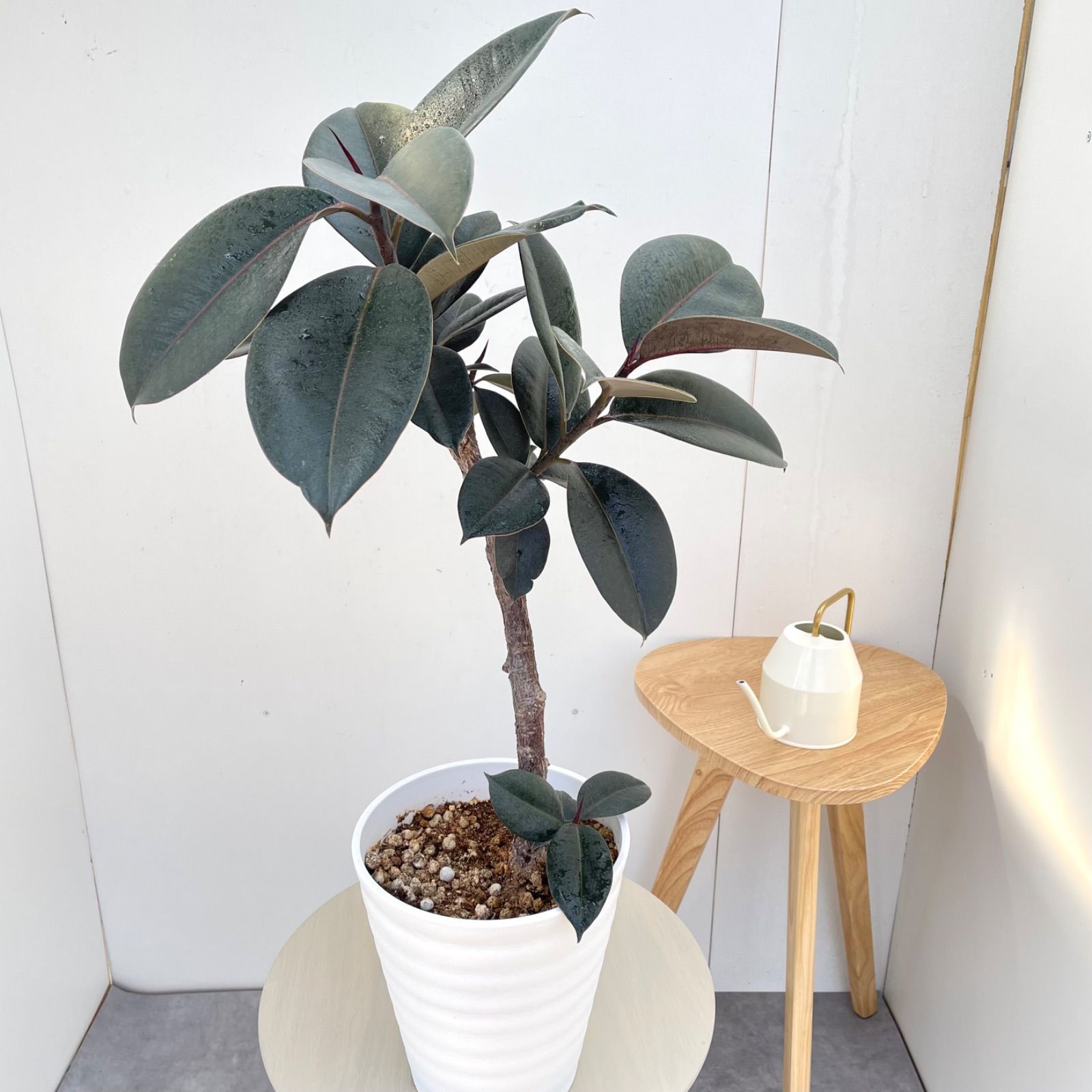 フィカス　バーガンディ　12【現品】観葉植物　室内　7号