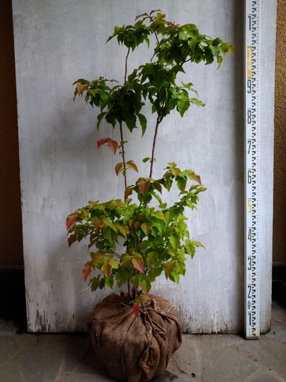 ナツハゼ株立ちNo➁