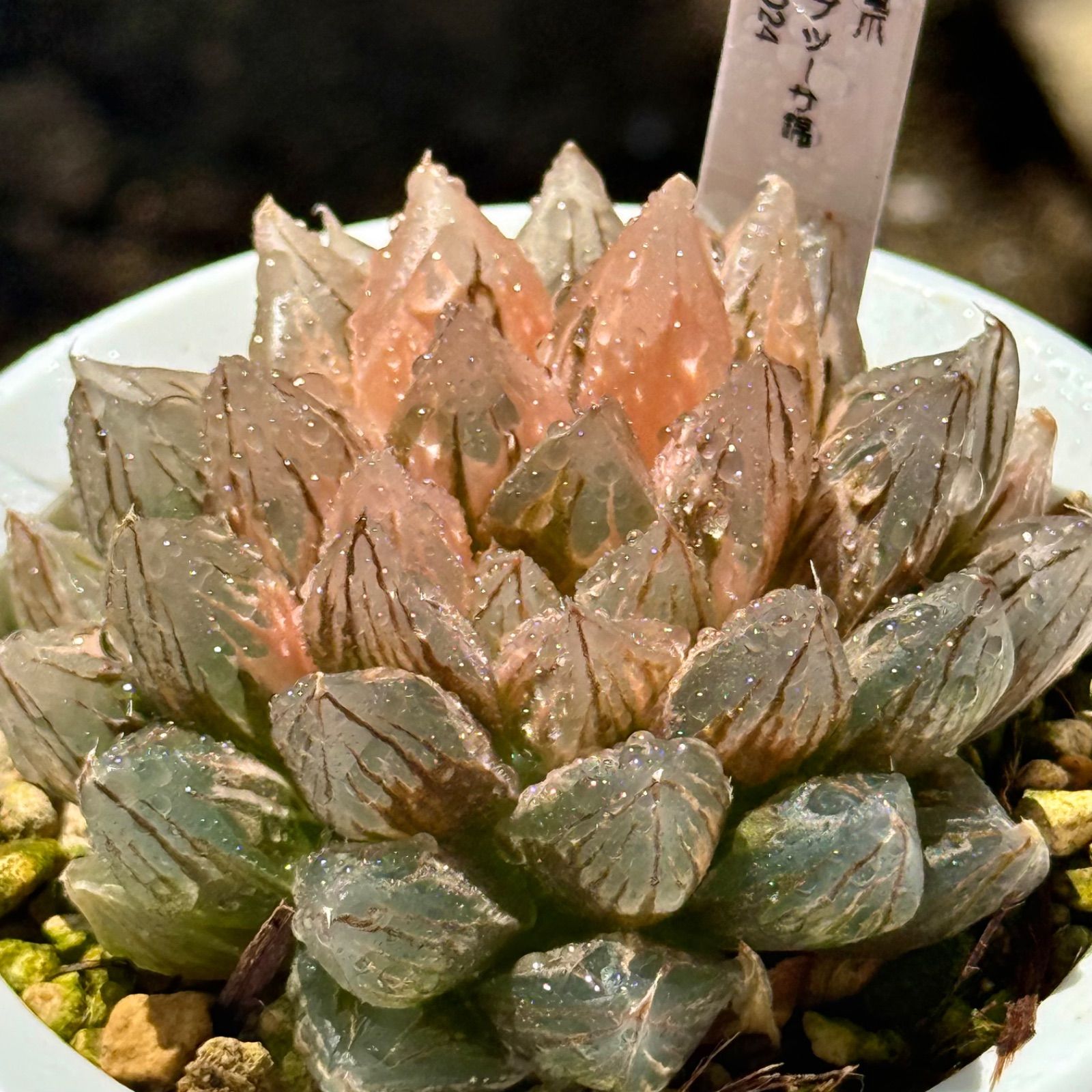 竜爪オブツーサ錦 親株 超美株 H2024 - メルカリ