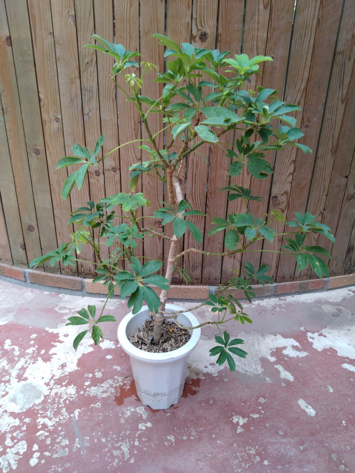 レナータ 観葉植物 希少 インテリアグリーン 曲がり樹形 高さ約90cm
