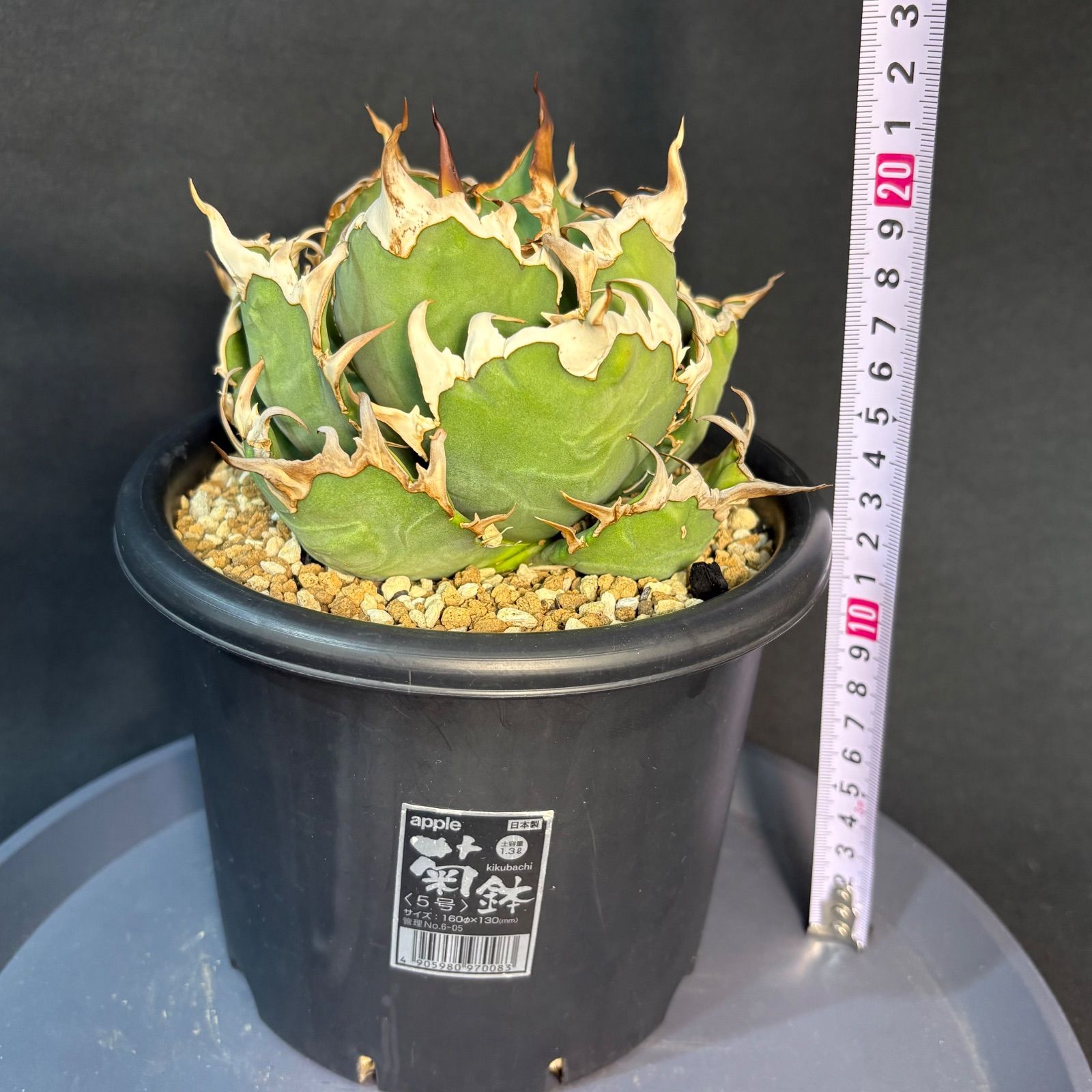アガベチタノタシーザー　バリエム鉢そのまま発送 M（4.5号サイズ鉢）＋ SIZE POT ECO LOGO シーザー チタノタ アガベ アガベ