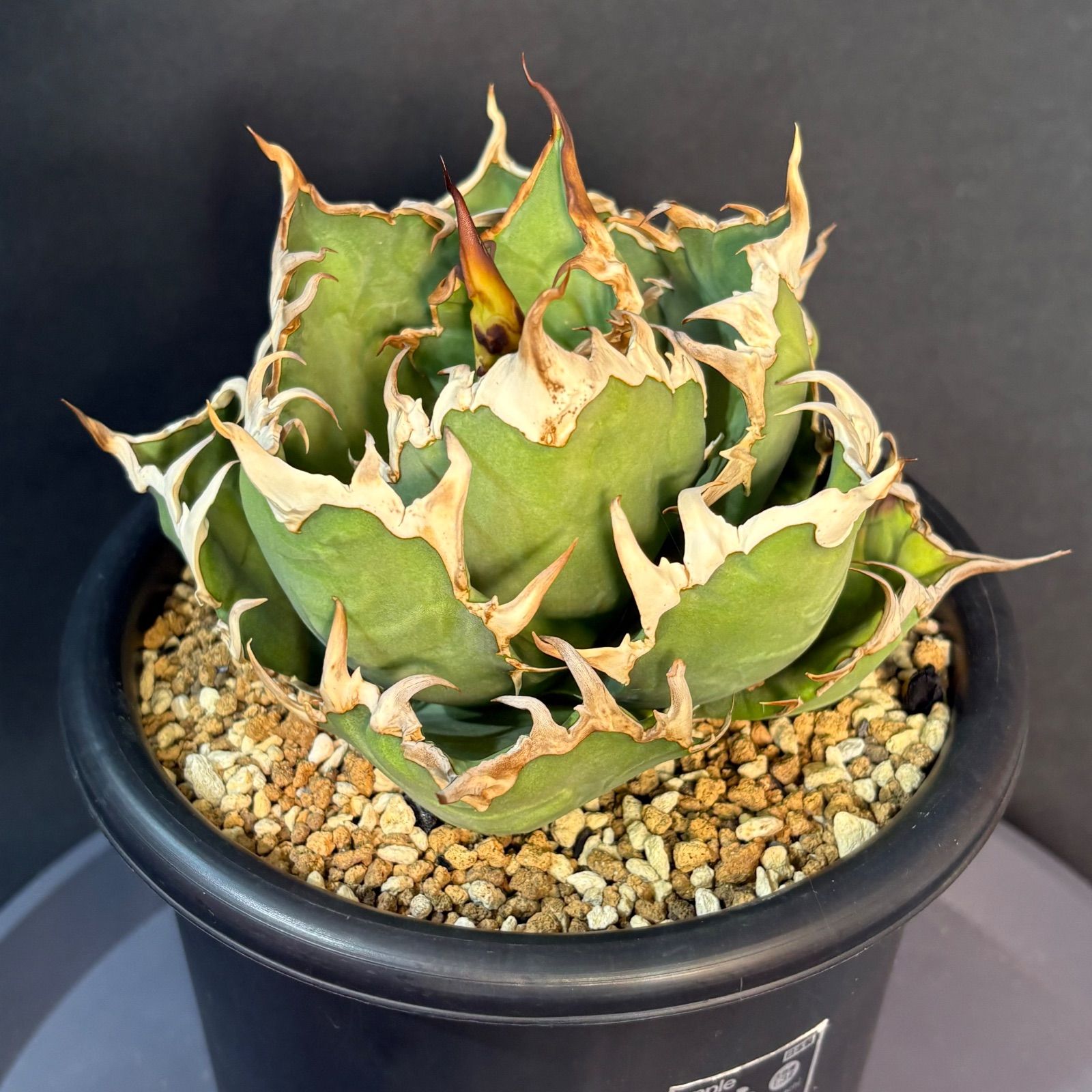 アガベチタノタ　NOVA 胴切天 How to Easily Propagate Your Favorite Agave | Trunk Cutting