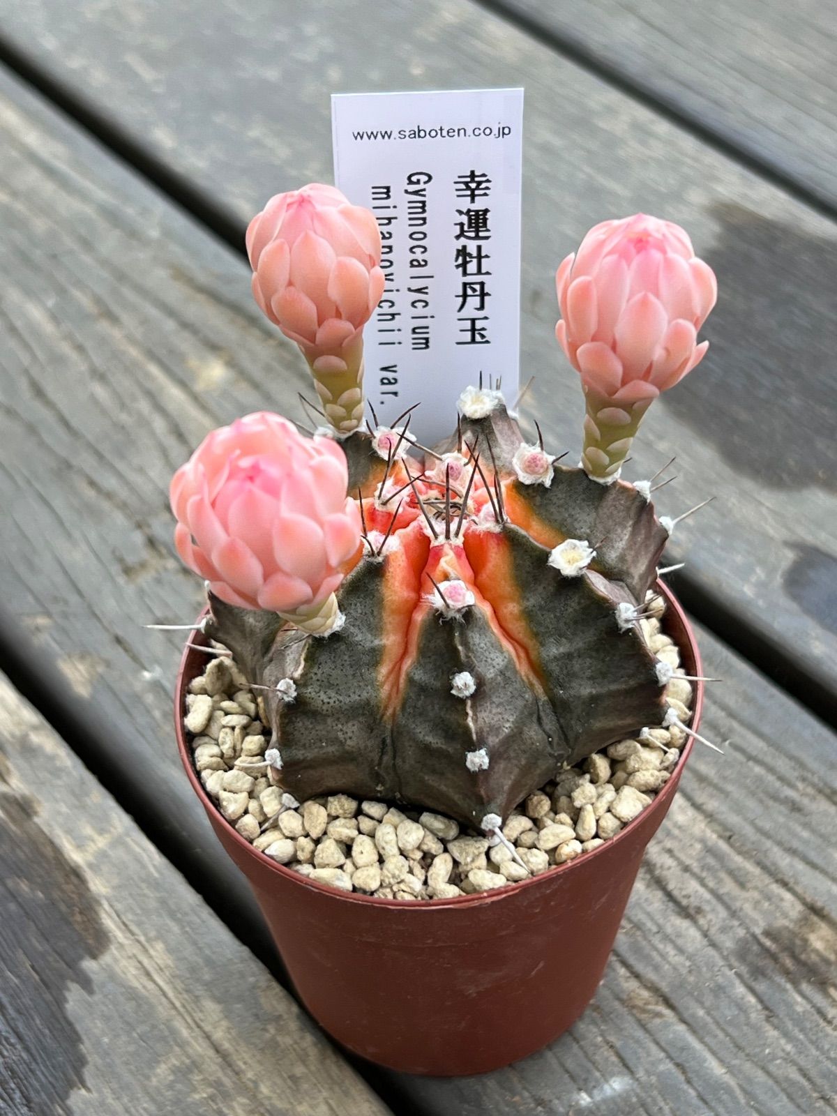 幸運牡丹玉 サボテン 花芽つき‼︎ 1ポット販売‼︎ - メルカリ