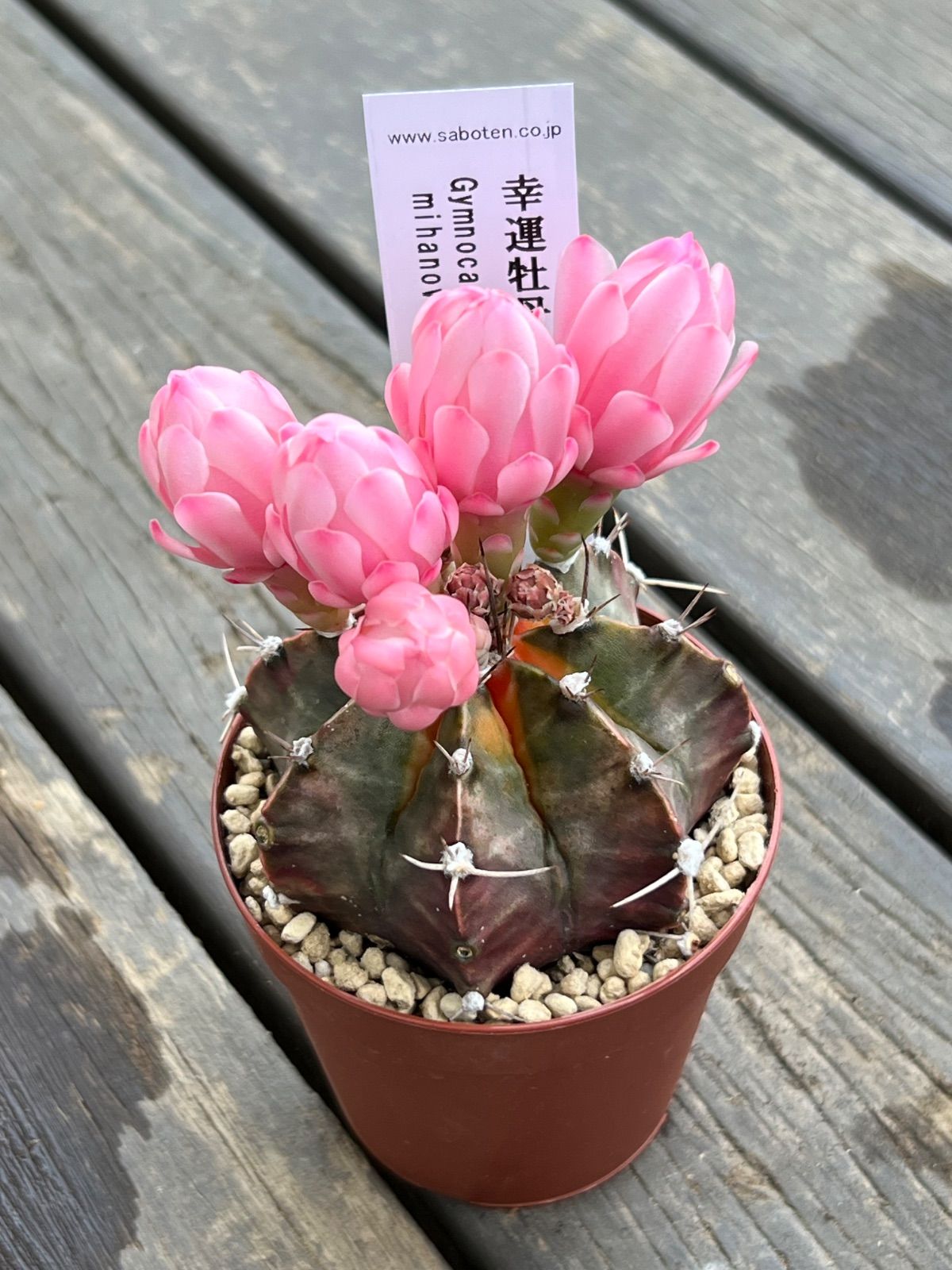 幸運牡丹玉 サボテン 花芽つき‼︎ 1ポット販売‼︎ - メルカリ