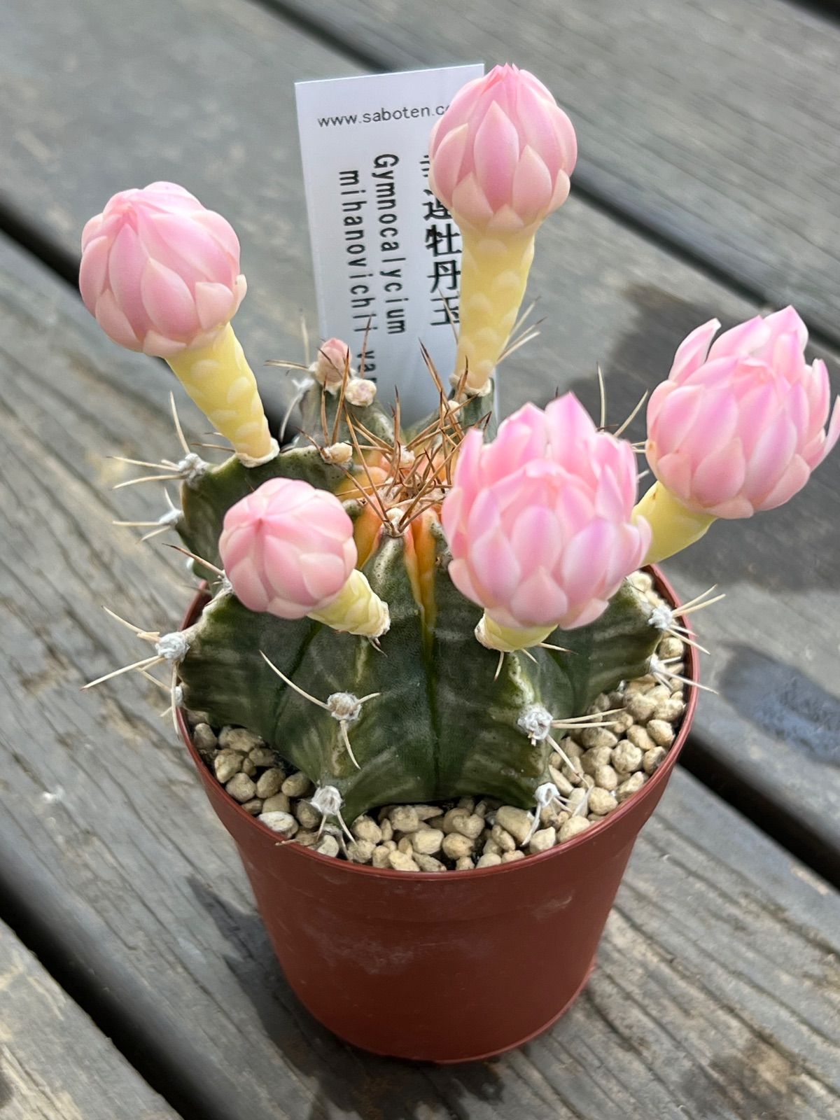 幸運牡丹玉 サボテン 花芽つき‼︎ 1ポット販売‼︎ - メルカリ