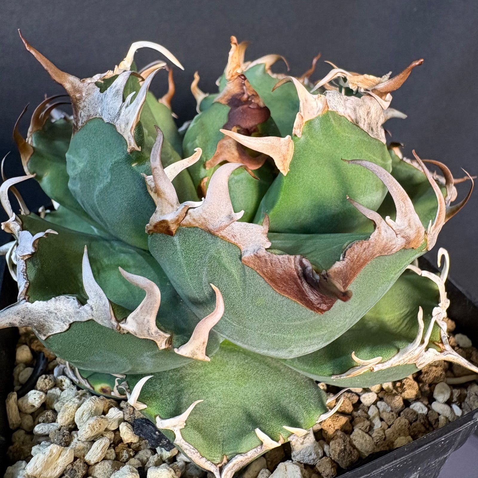 【鉢ごと発送】アガベ チタノタ 鳳凰(阿修羅)活着済み！【強バンド・丸型・青葉】 アガベ チタノタ 魔丸 鉢ごと発送 匿名配送 - メルカリ