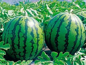 高知県産すいか大玉、即購入OK