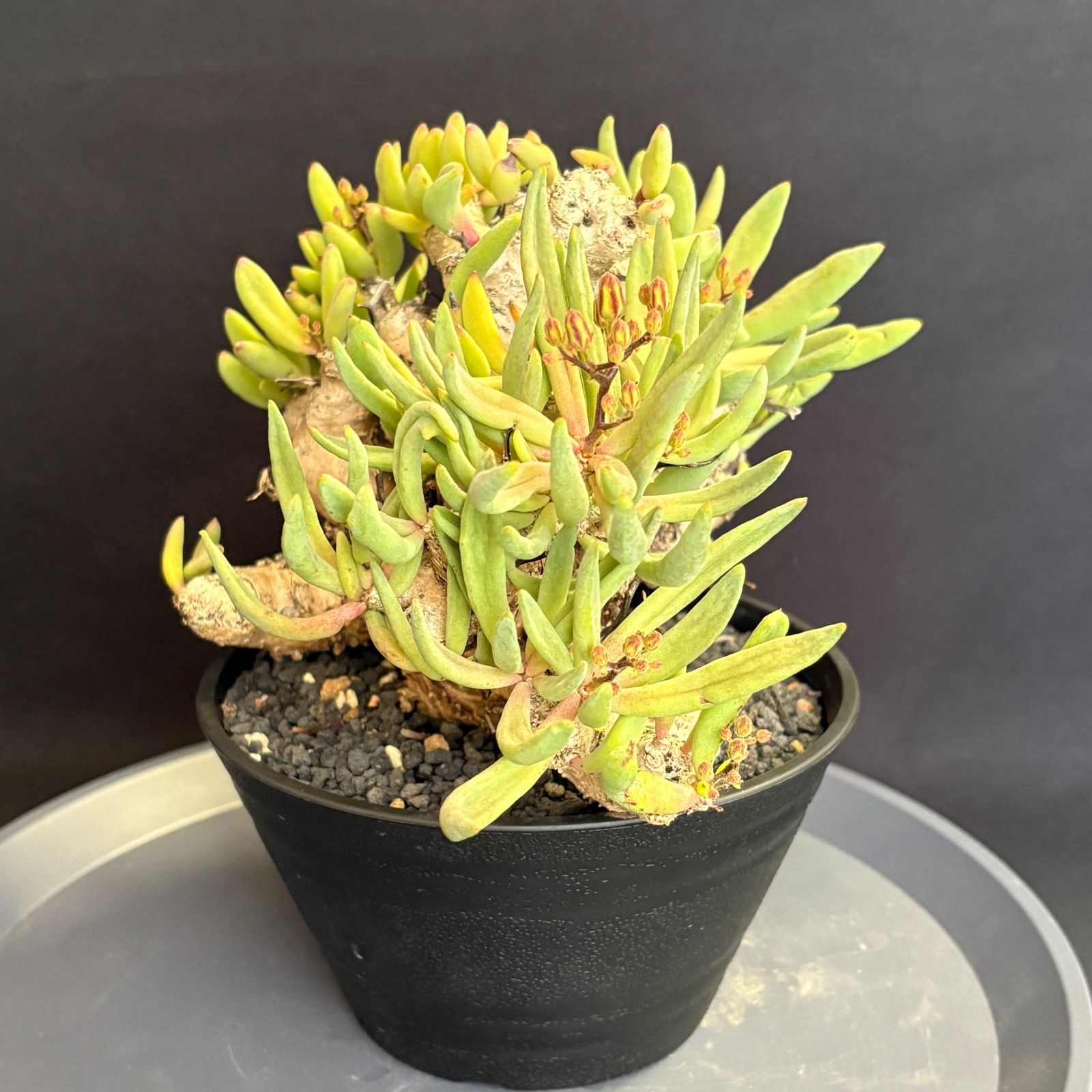チレコドン レティキュラーツス 万物想 美株 花芽付き 塊根植物 鉢ごと