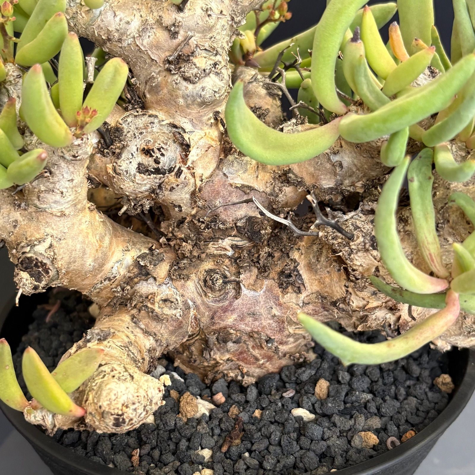 チレコドン レティキュラーツス 万物想 美株 花芽付き 塊根植物 鉢ごと