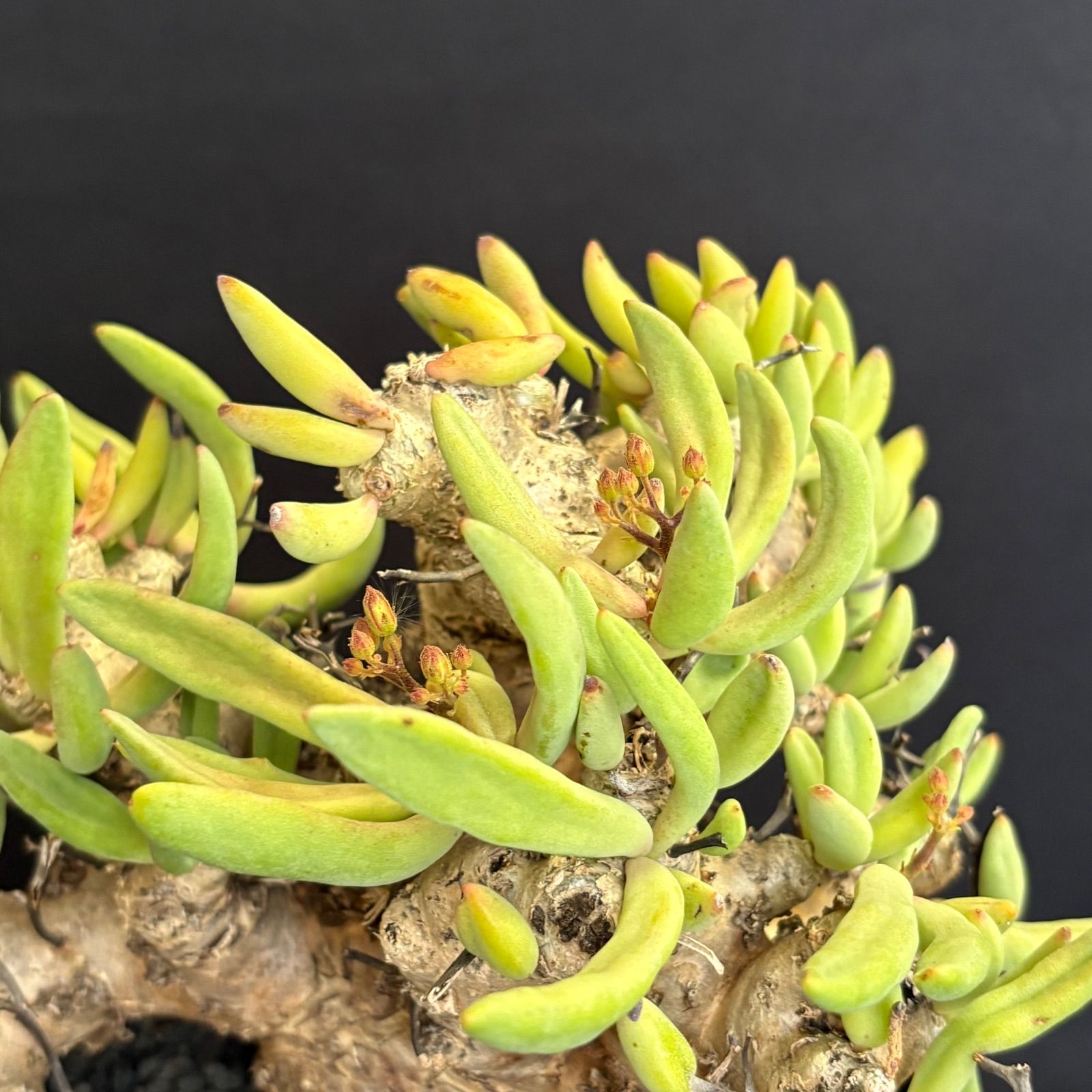 チレコドン レティキュラーツス 万物想 美株 花芽付き 塊根植物 鉢ごと