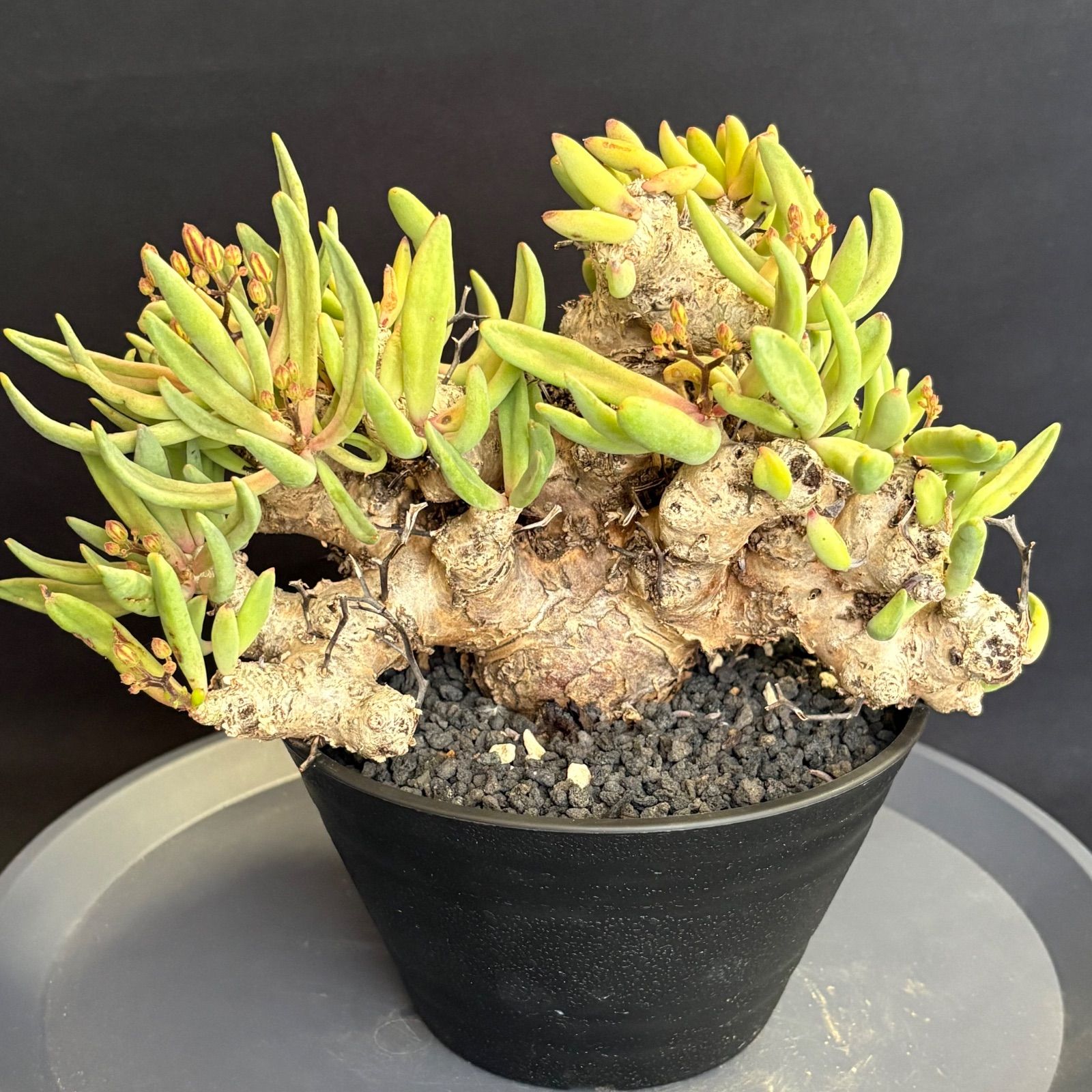 チレコドン レティキュラーツス 万物想 美株 花芽付き 塊根植物 鉢ごと