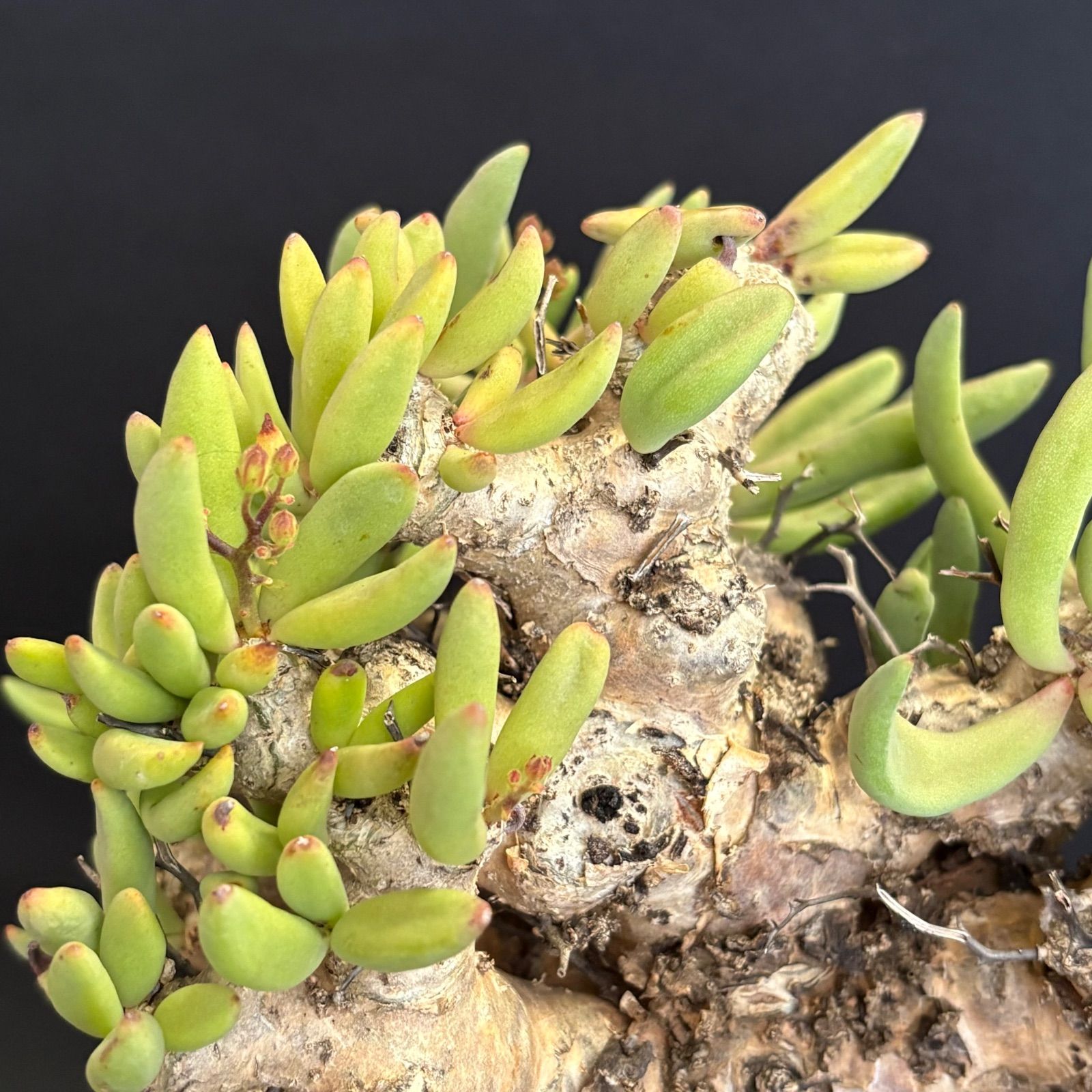 チレコドン レティキュラーツス 万物想 美株 花芽付き 塊根植物 鉢ごと