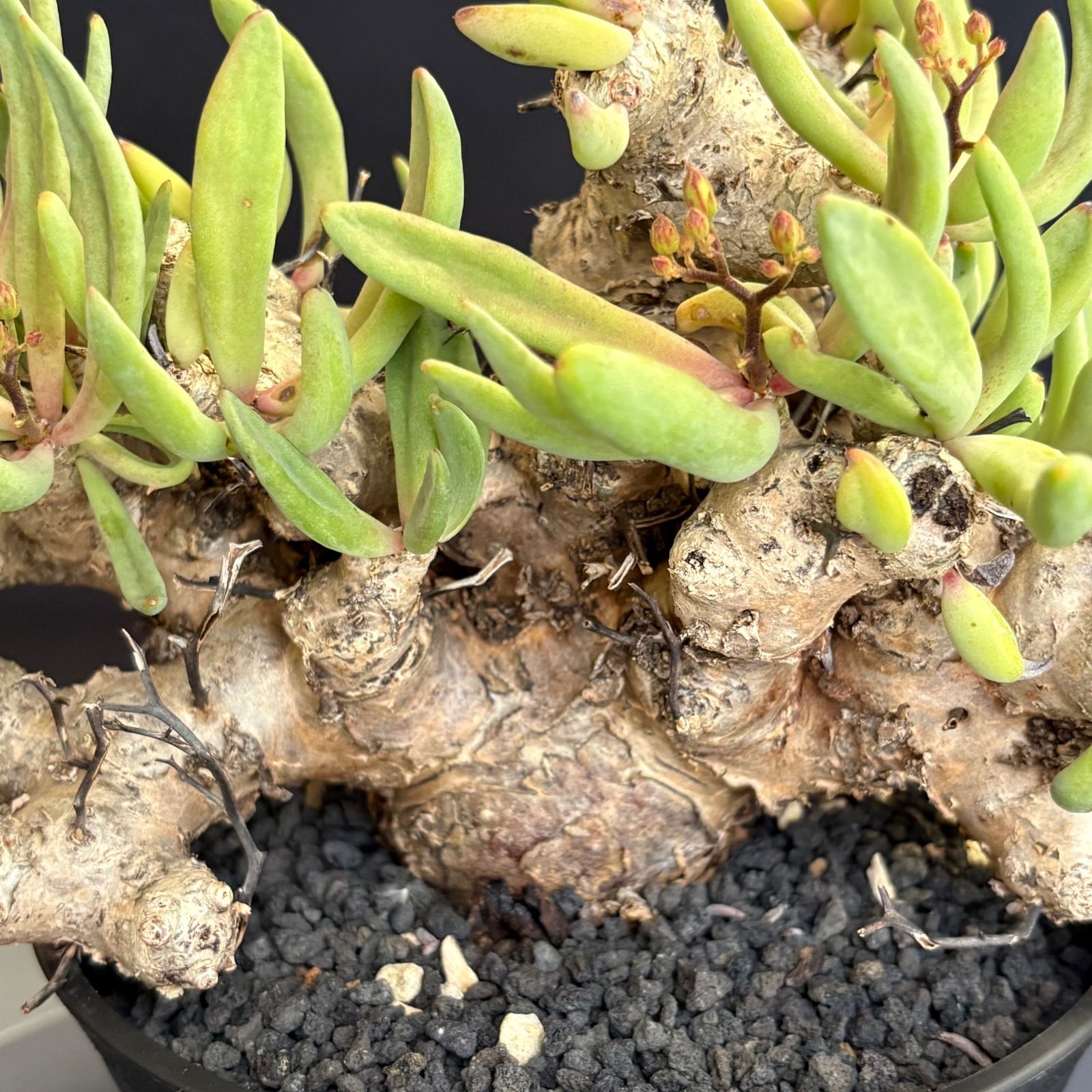 チレコドン レティキュラーツス 万物想 美株 花芽付き 塊根植物 鉢ごと