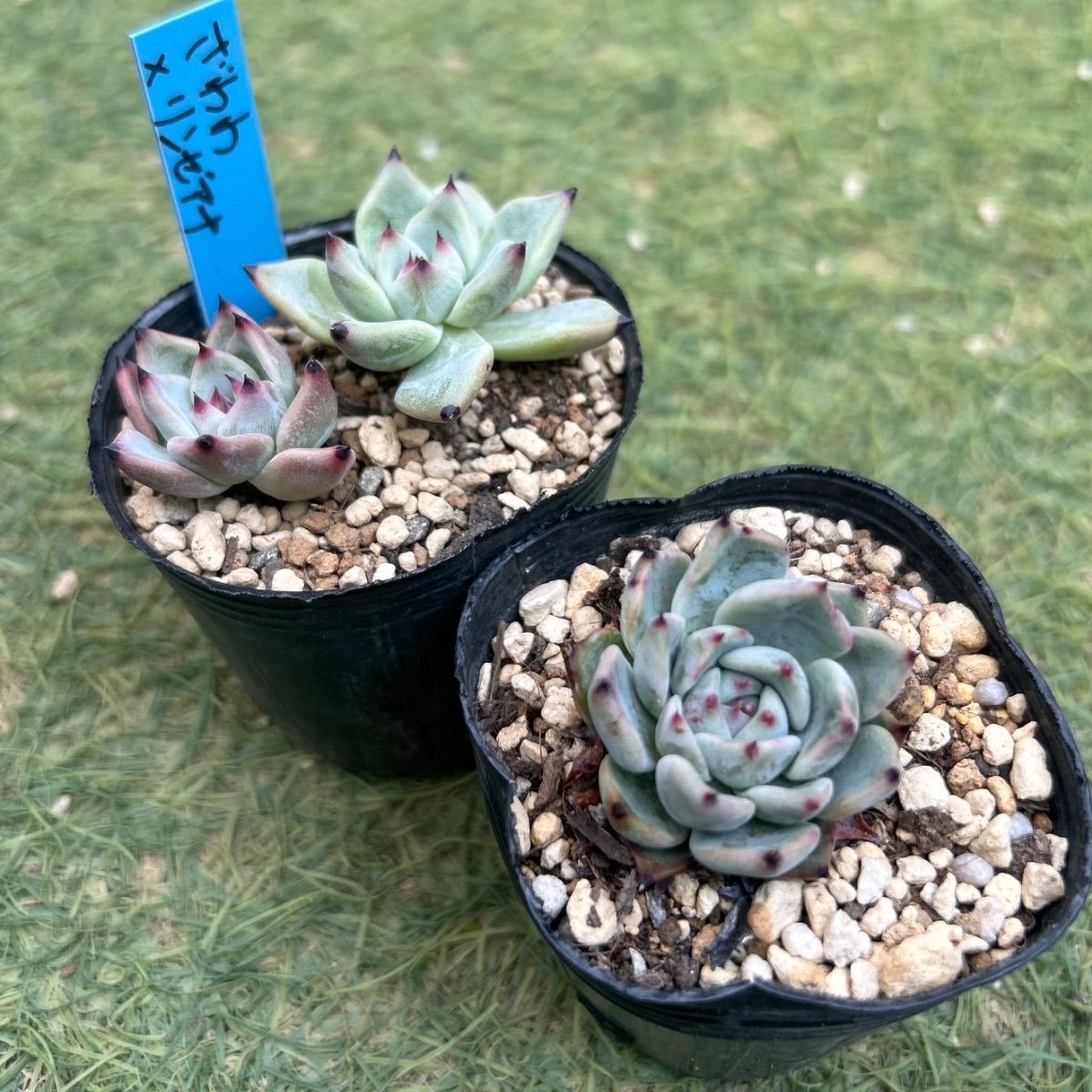 多肉植物 青札 小苗セット - メルカリ