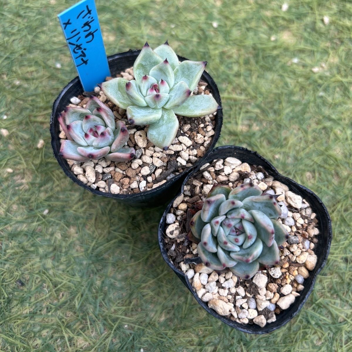 た*こ様 ざわわ × リンゼアナ　札付き　青札　ポットのまま 多肉植物 青札 小苗セット - メルカリ