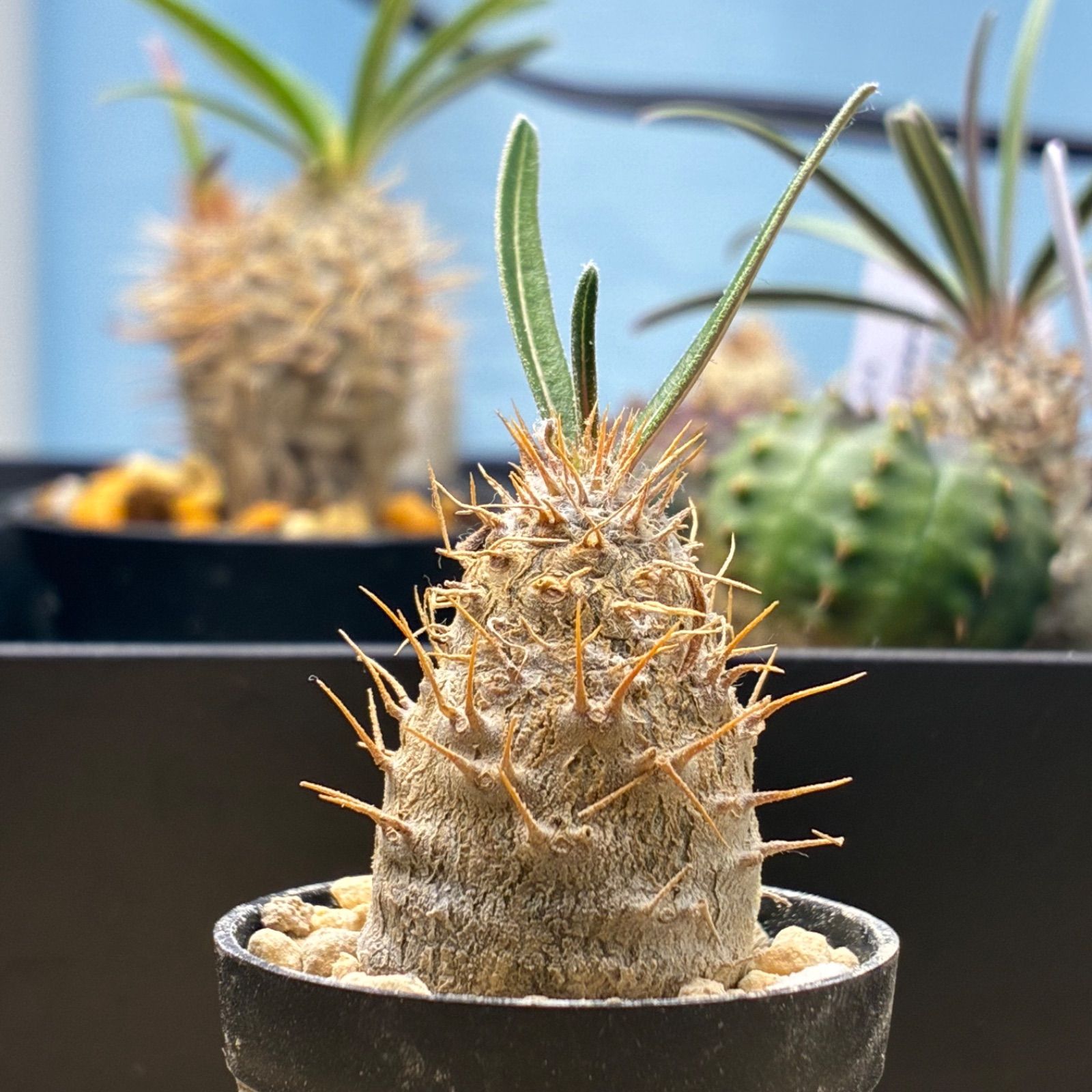 ◾️鉢ごとメルカリ便◾️グラキリスL 塊根植物】パキポディウム グラキリス 鉢ごと発送 送料無料 #272